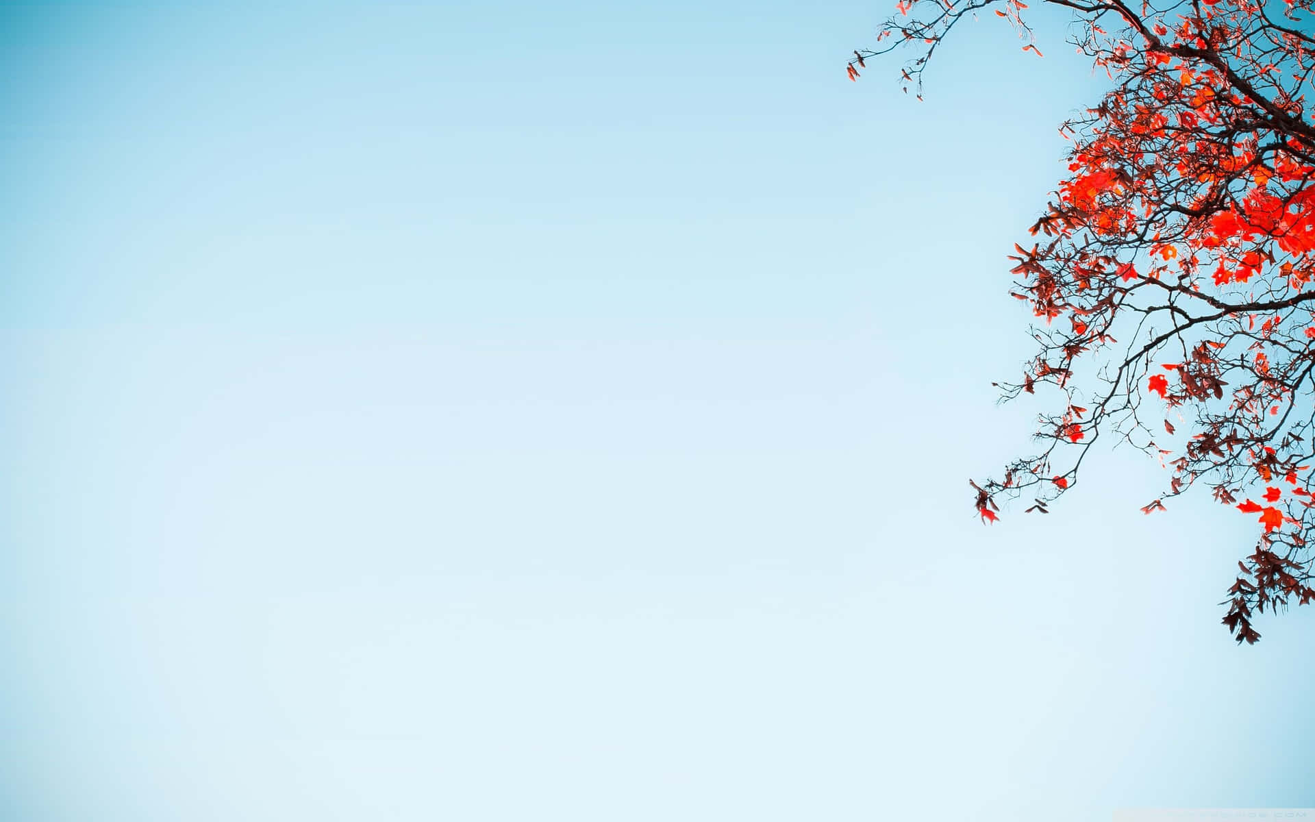 A Tree With Red Leaves Background