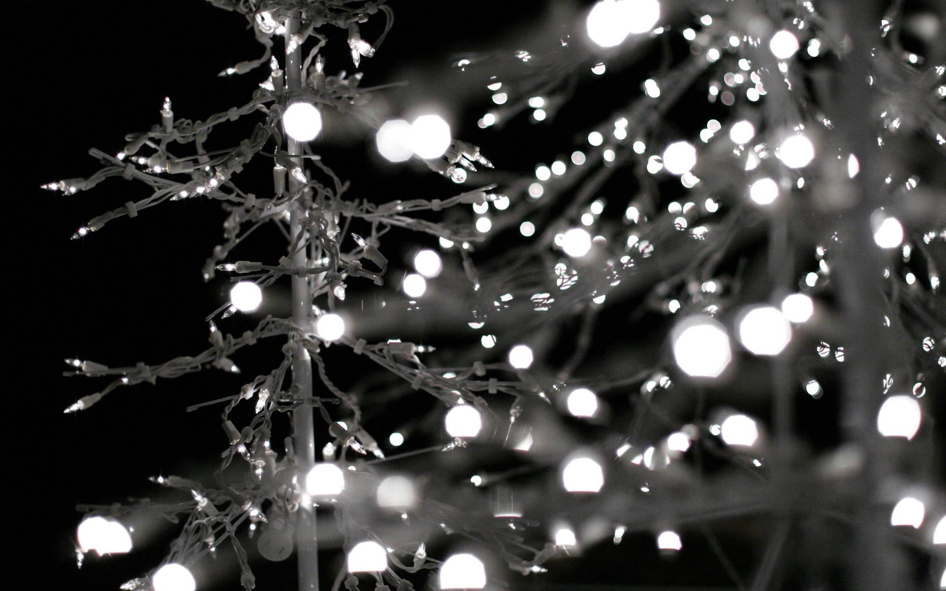 A Tree With White Lights Background