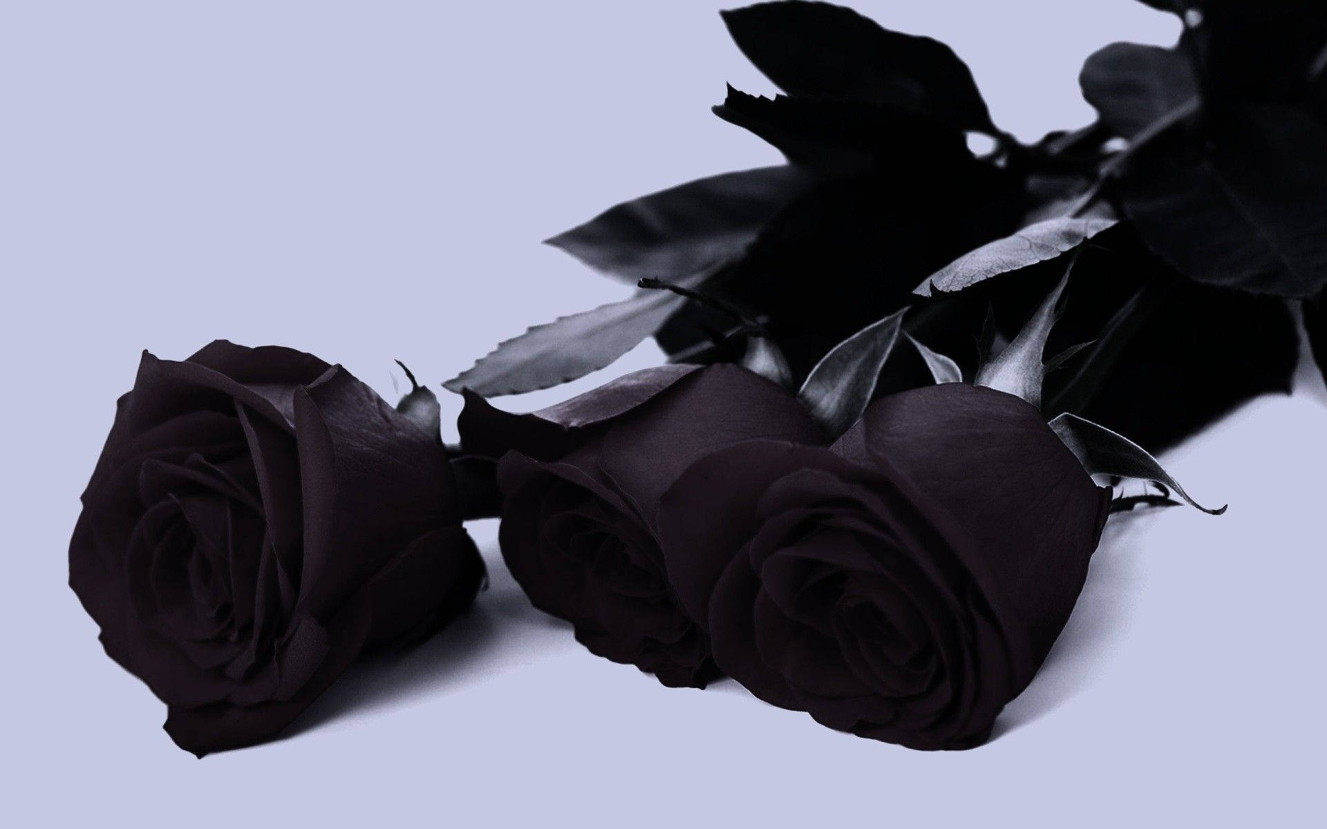 A Trio Of Elegance - Stunning Black Roses Background