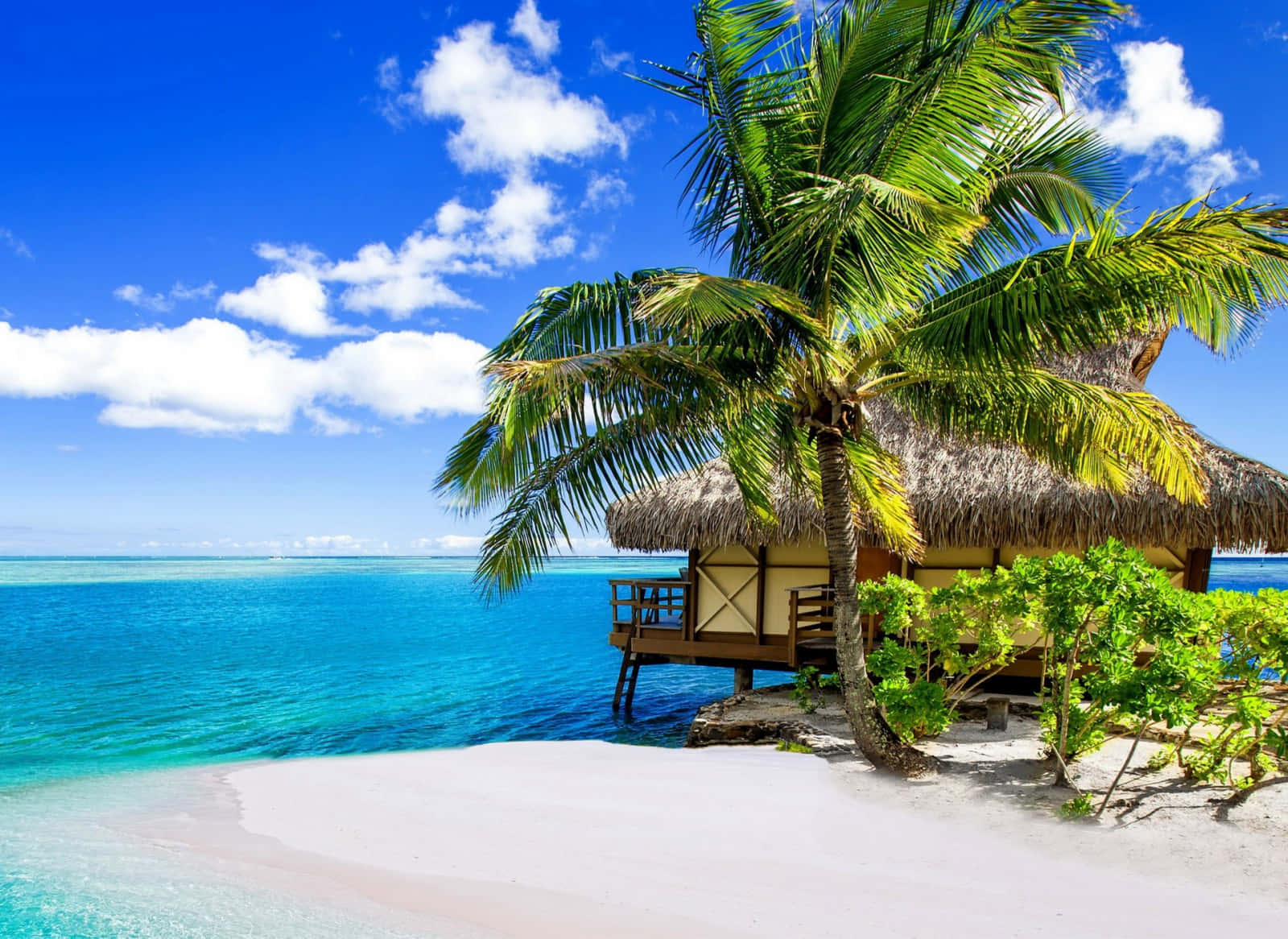 A Tropical Beach With A Palm Tree And A Hut
