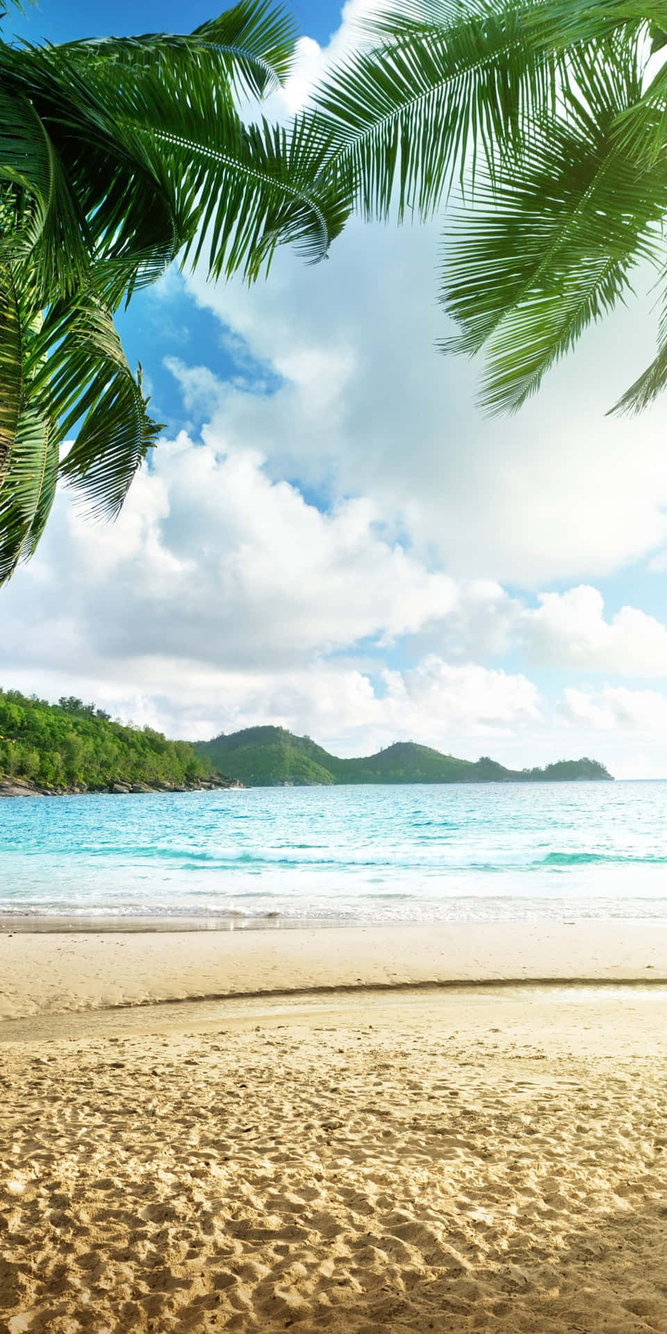 A Tropical Beach With Palm Trees And Water Background
