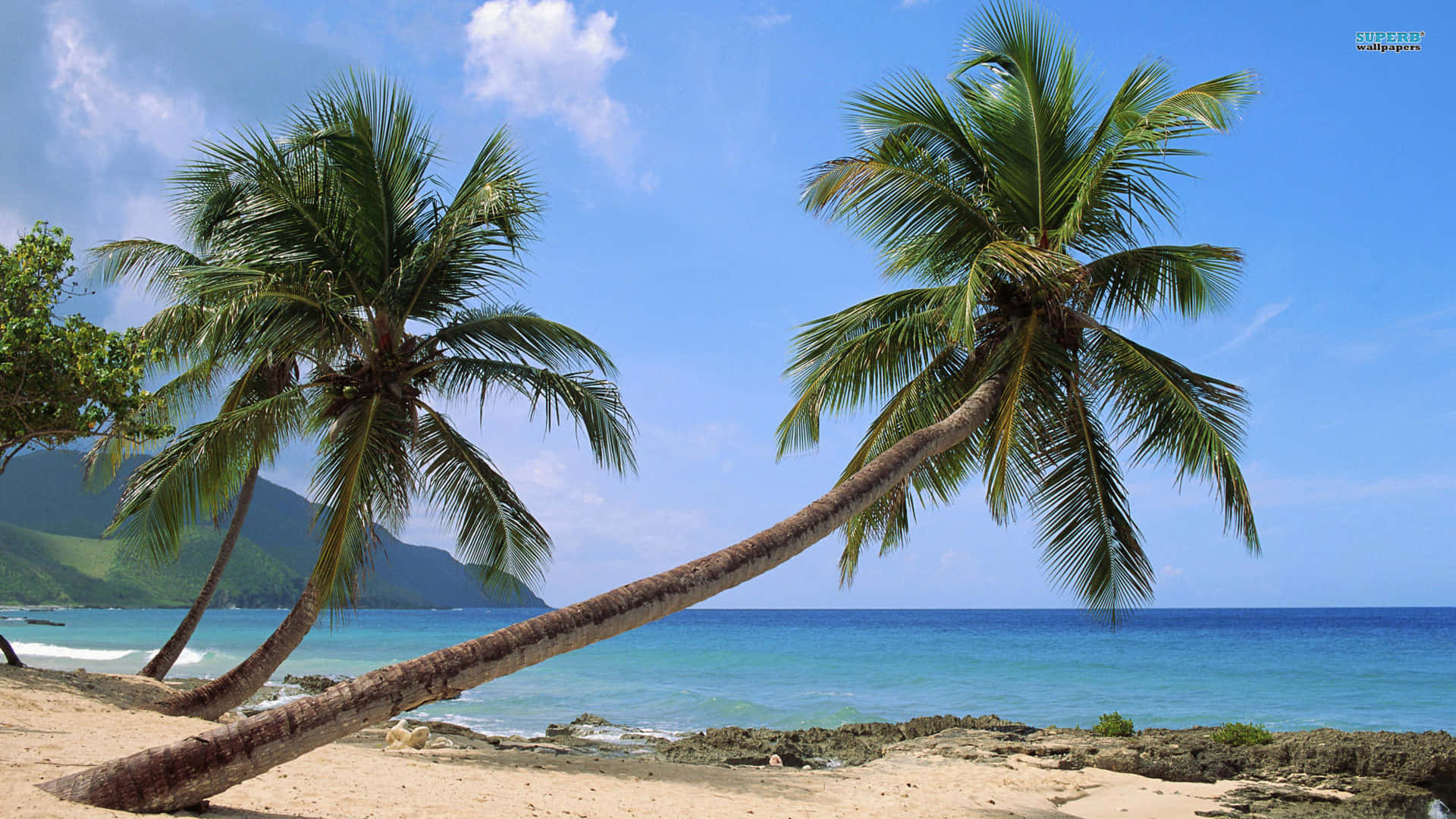 A Tropical Palm Tree Overlooking A Serene Beach Background