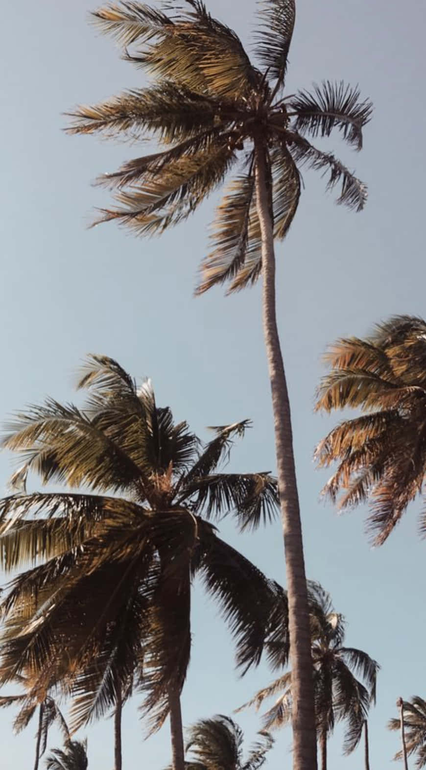 A Tropical Summer Day With A Picturesque Palm Tree