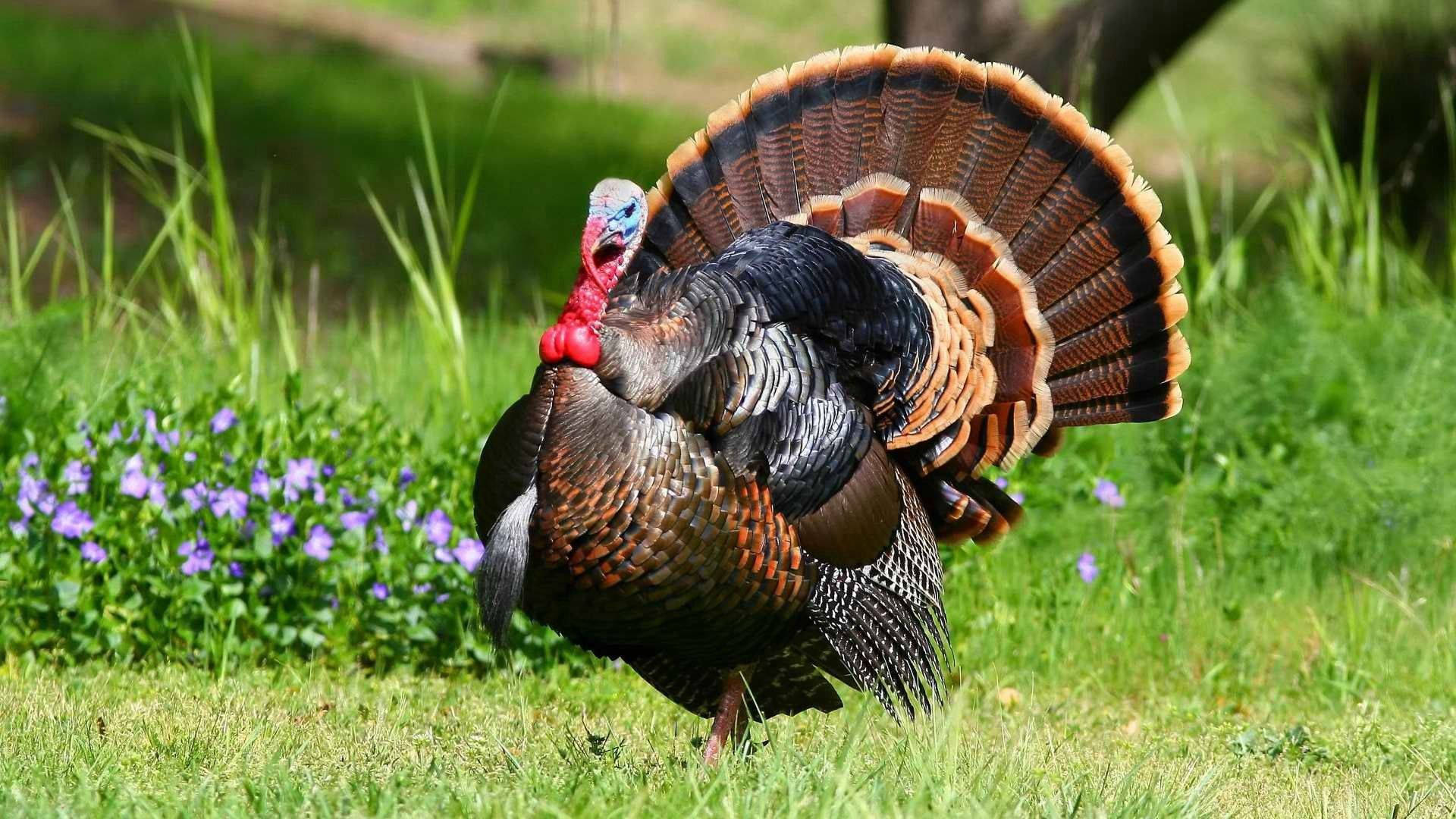 A Turkey Is Walking In The Grass Near Some Flowers Background