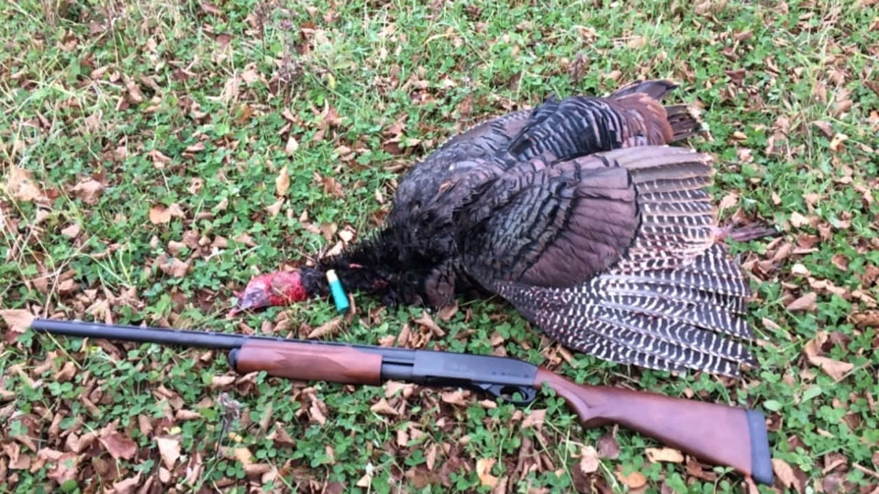 A Turkey Laying On The Ground With A Gun Background