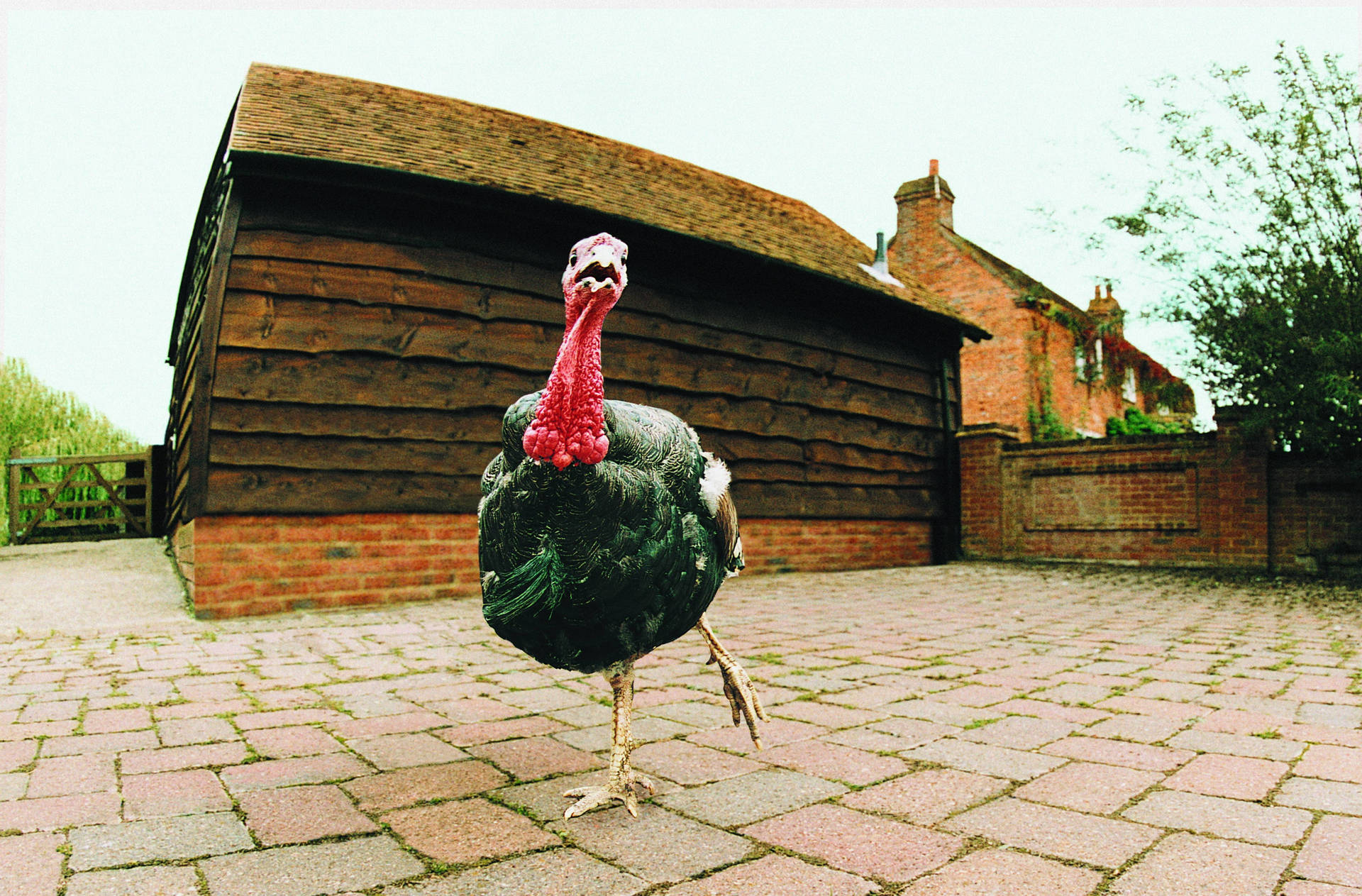 A Turkey Walking On A Brick Walkway Background