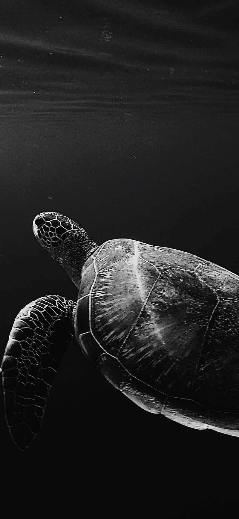 A Turtle Swimming In The Ocean In Black And White