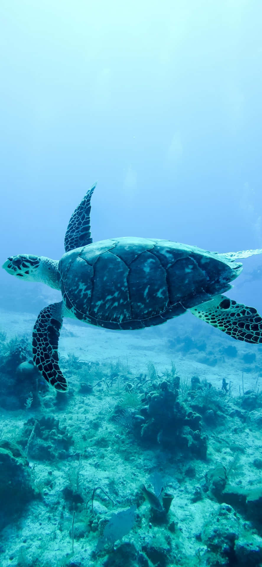 A Turtle Swimming In The Ocean Near Coral Reefs Background