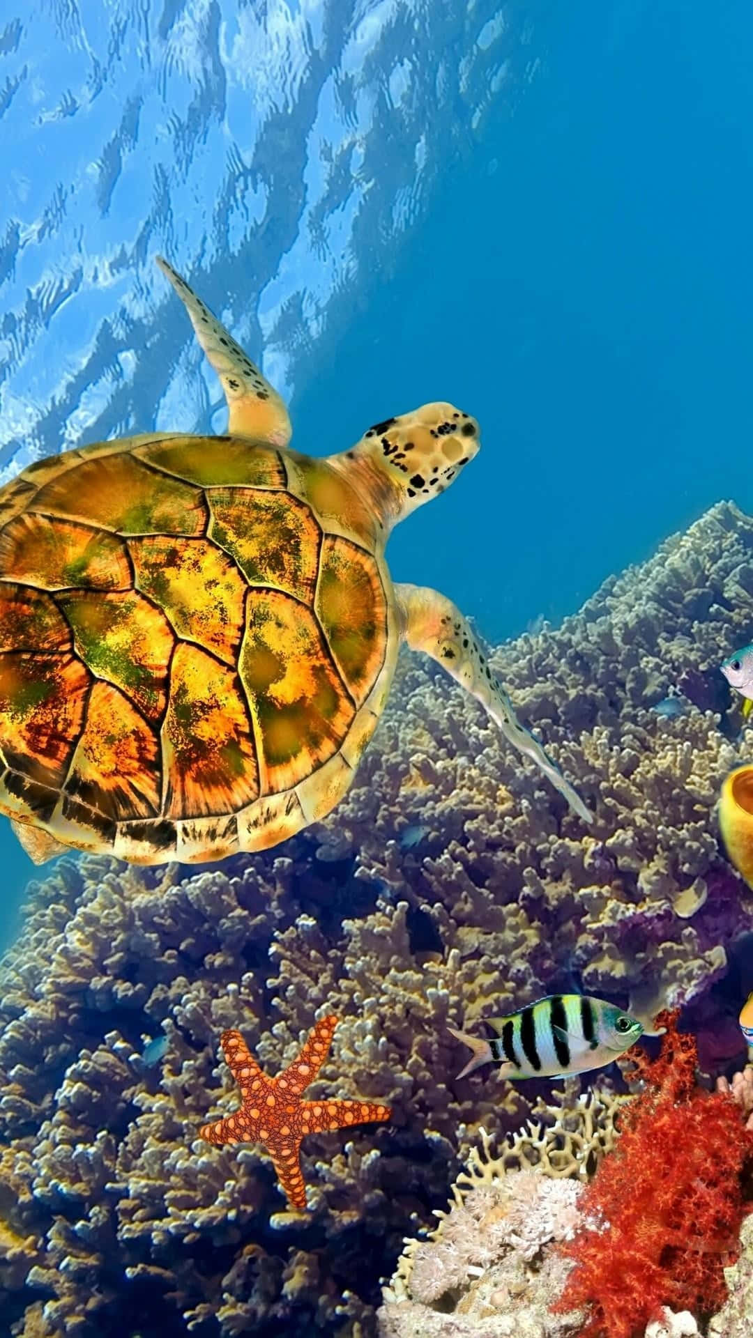 A Turtle Swimming In The Ocean With Fish And Coral