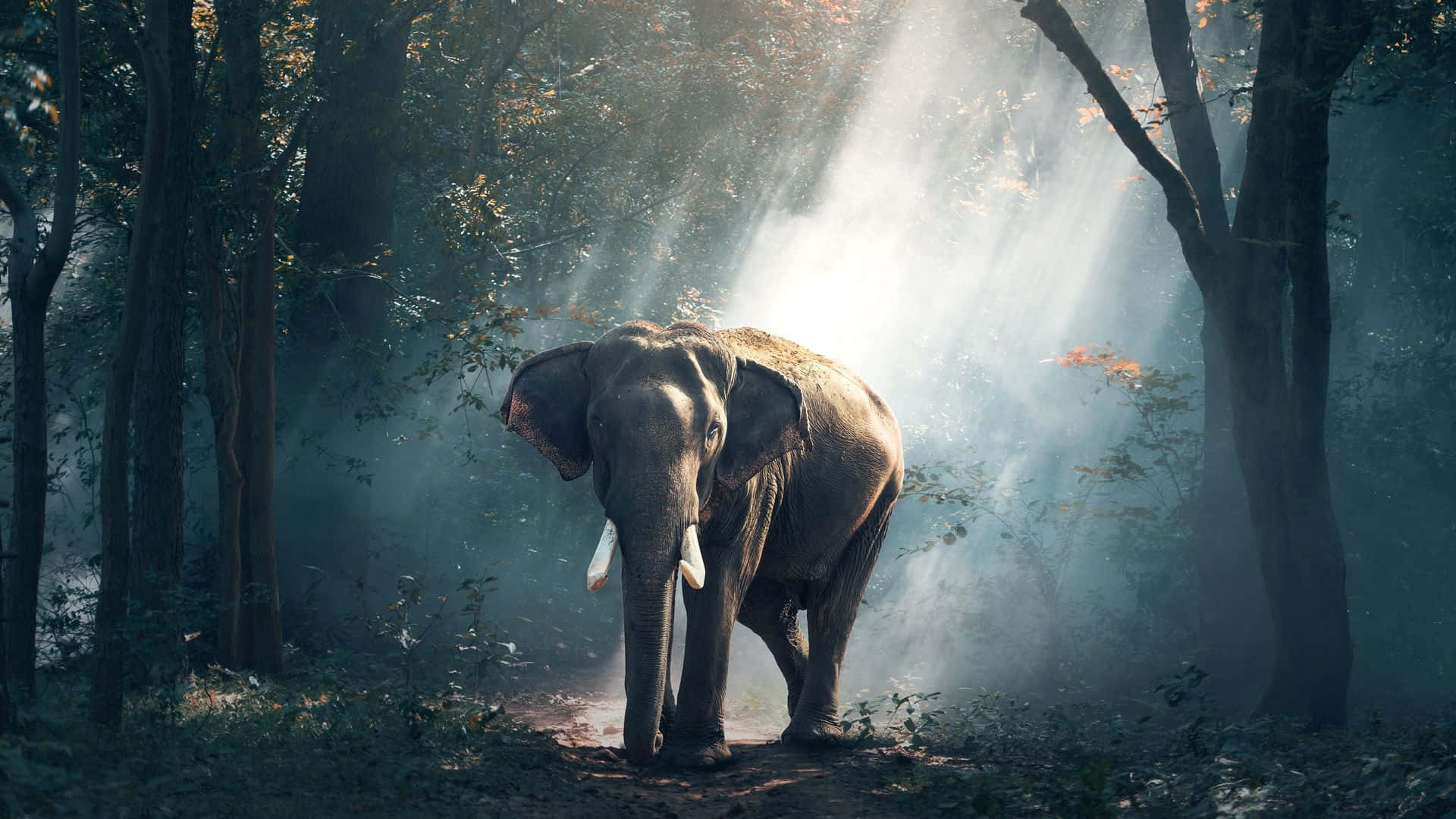 A Unique Encounter: Elephant Interacts With Laptop Background