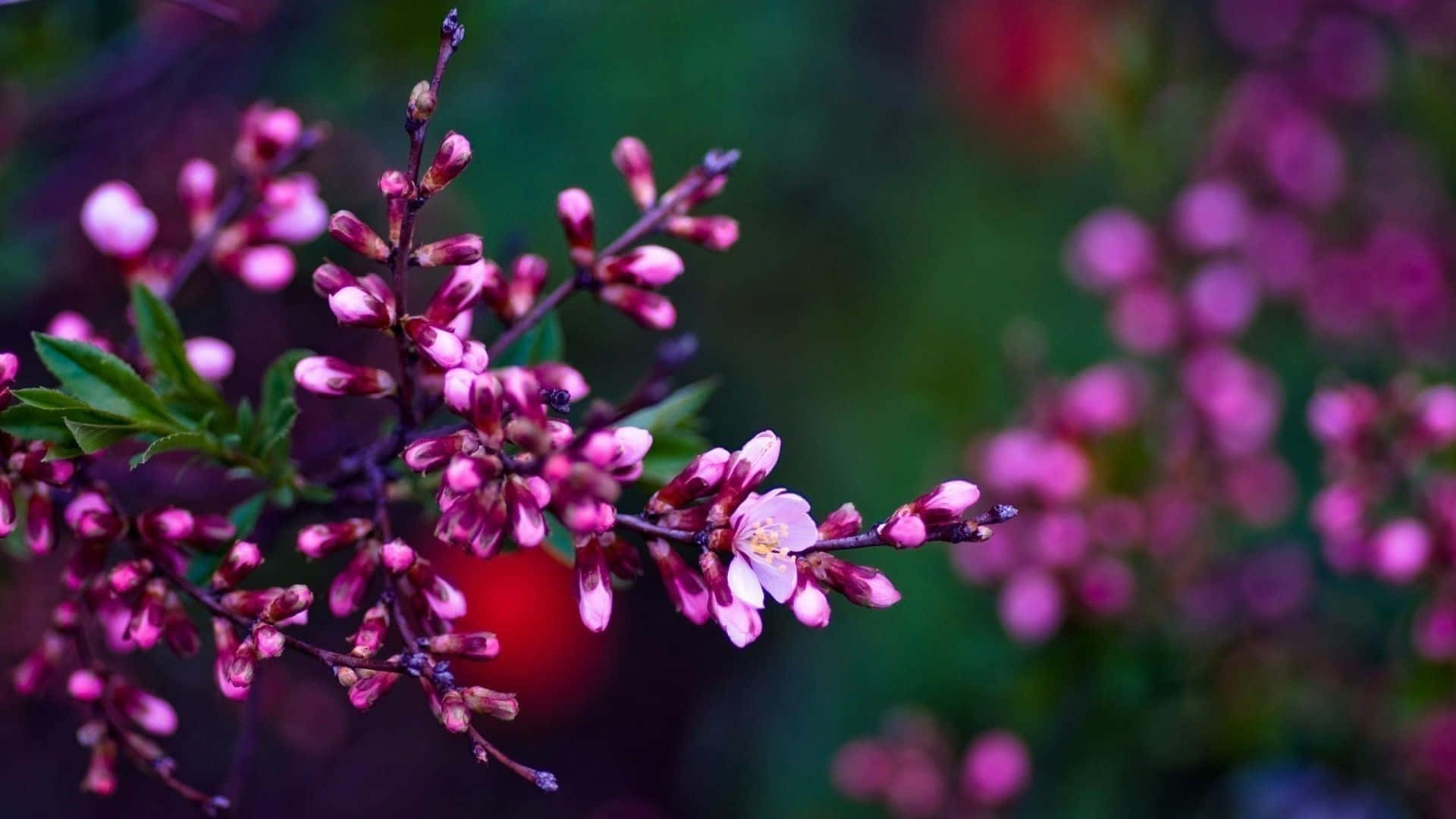 A Varied Array Of Spring Flowers Background
