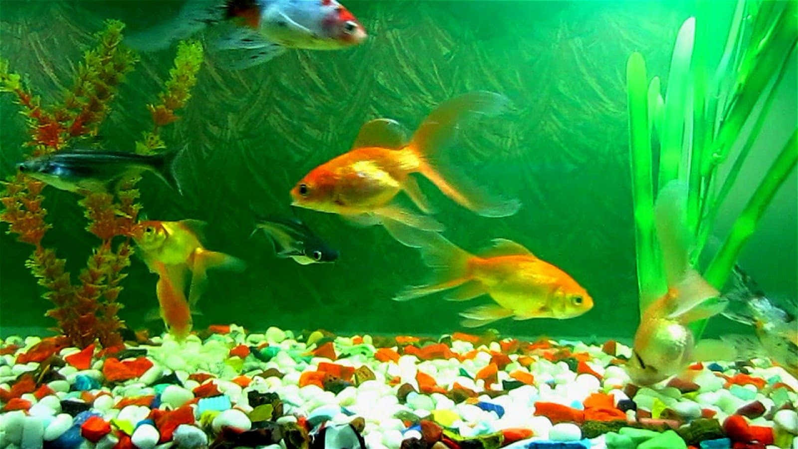 A Variety Of Fish Swimming In A Colorful Aquarium Background