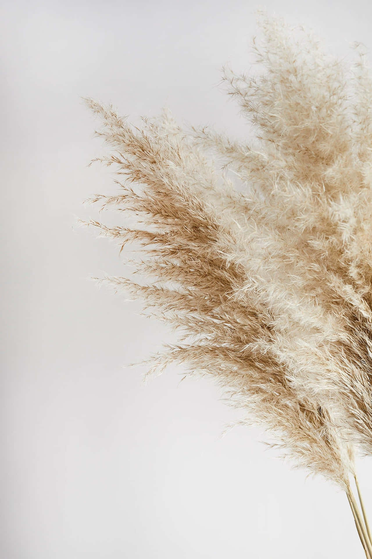 A Vase Of Dried Grass On A White Background Background