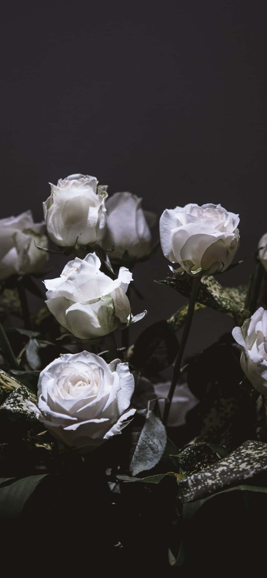 A Vase Of White Roses