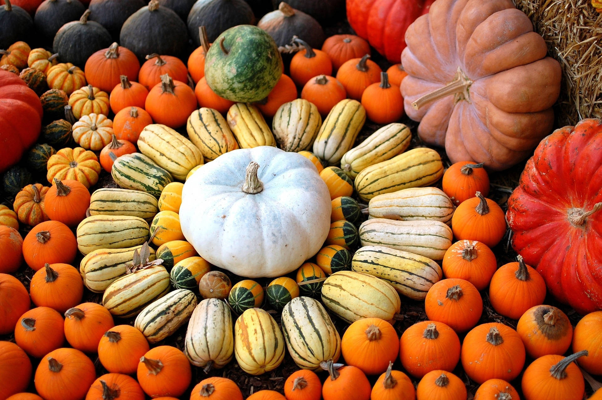 A Vast Selection Of Colorful Pumpkins To Choose From Background