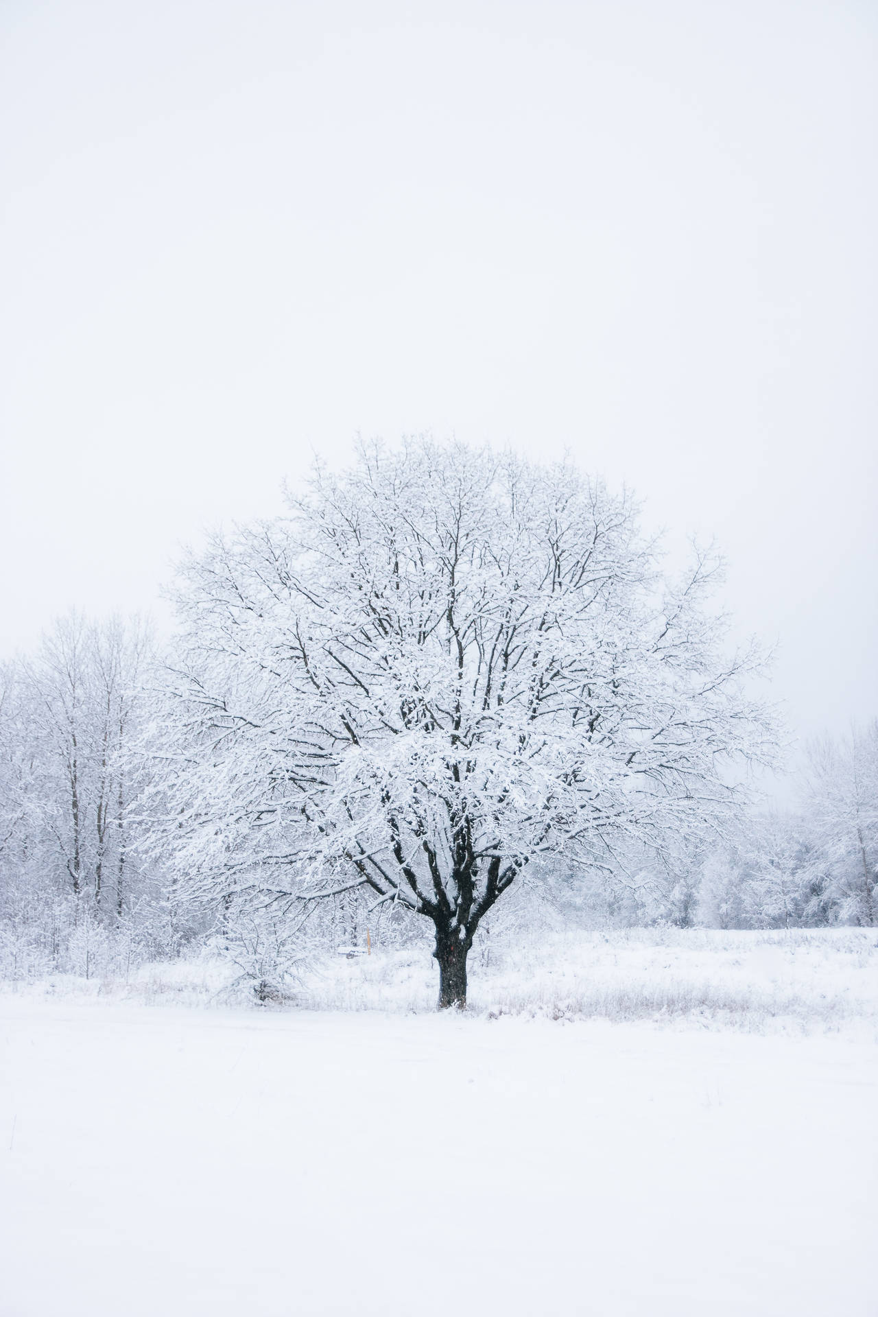 A Vast White Tree In A Majestic Clearing Background