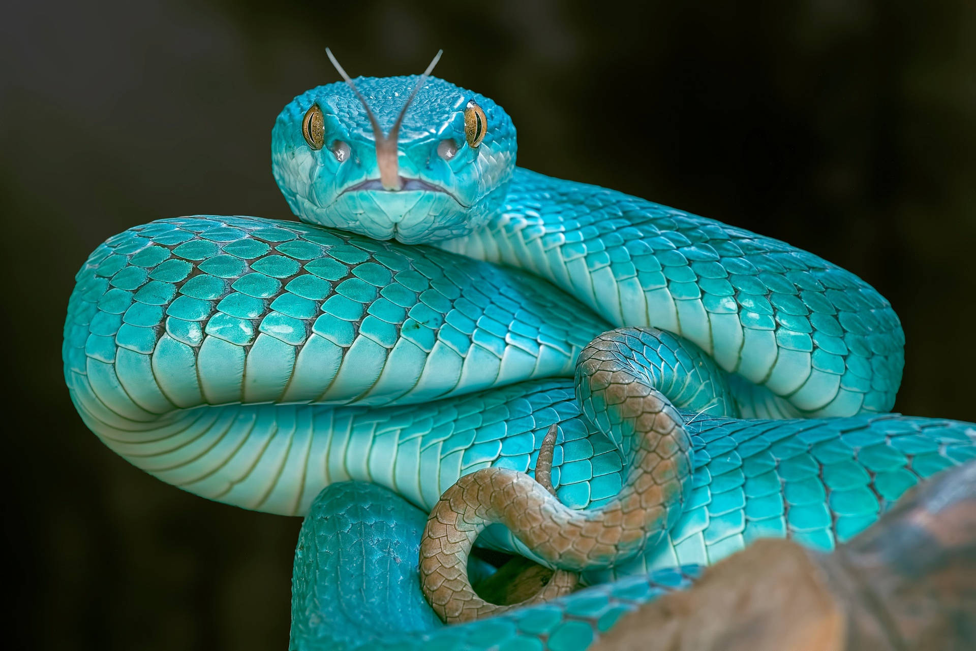 A Very Pretty Snake Background