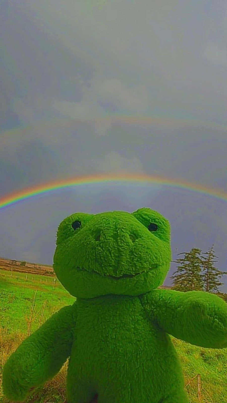 A Vibrant Aesthetic Frog In Its Natural Habitat Background