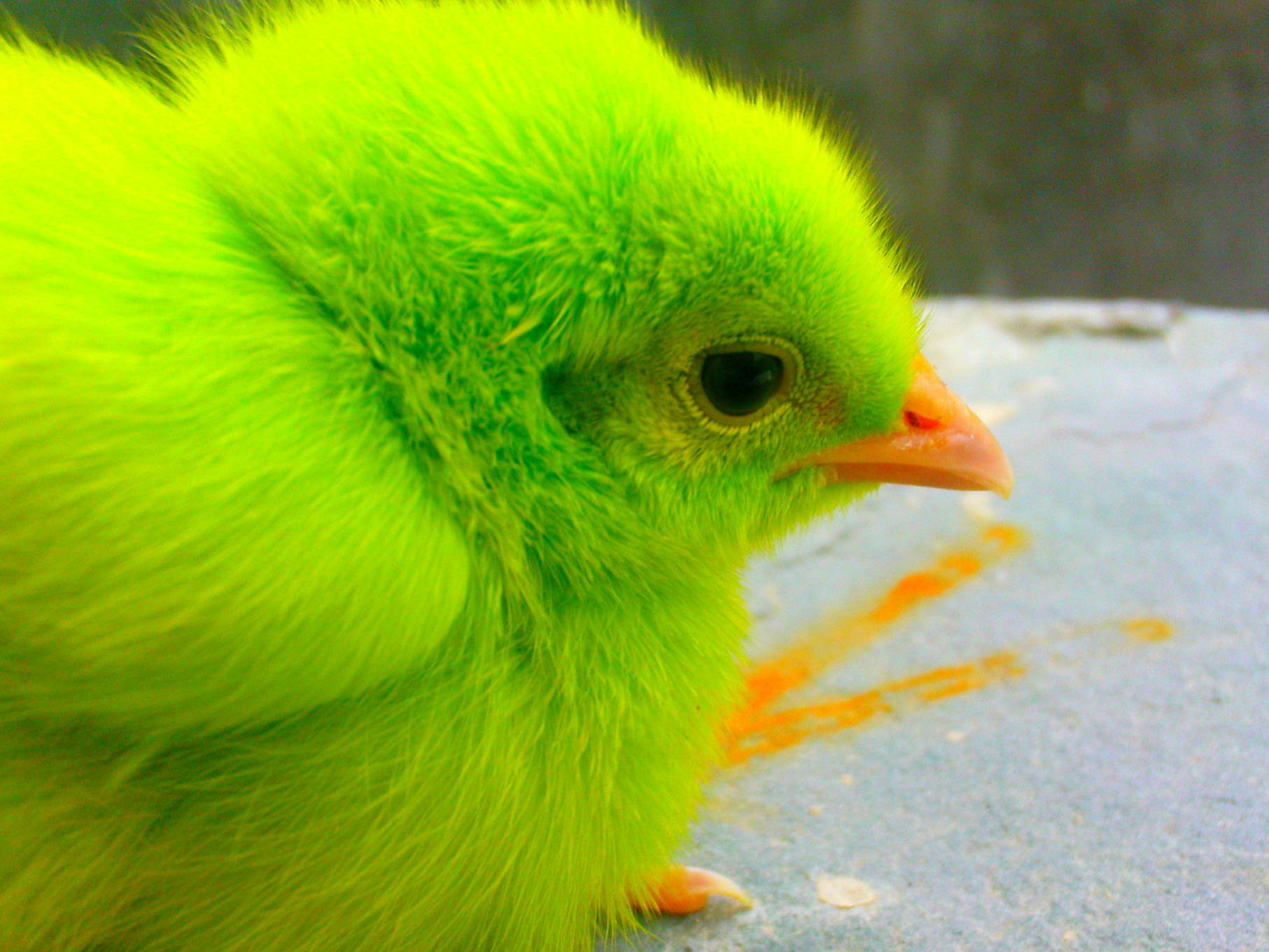 A Vibrant And Adorable Chick Amidst Lush Grass.