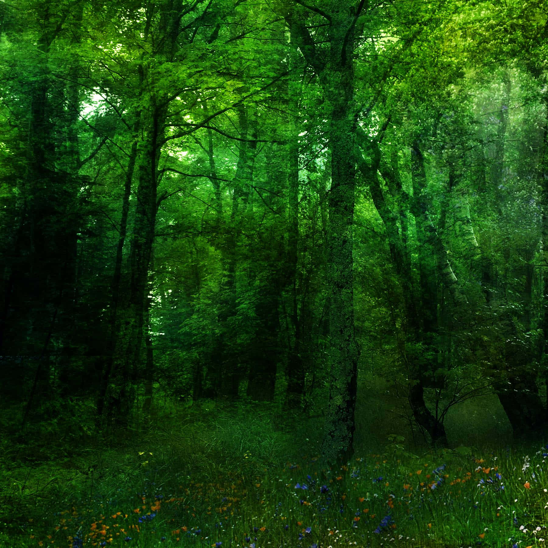 A Vibrant And Beautiful Forest Of Green Plants In All Shapes And Sizes. Background