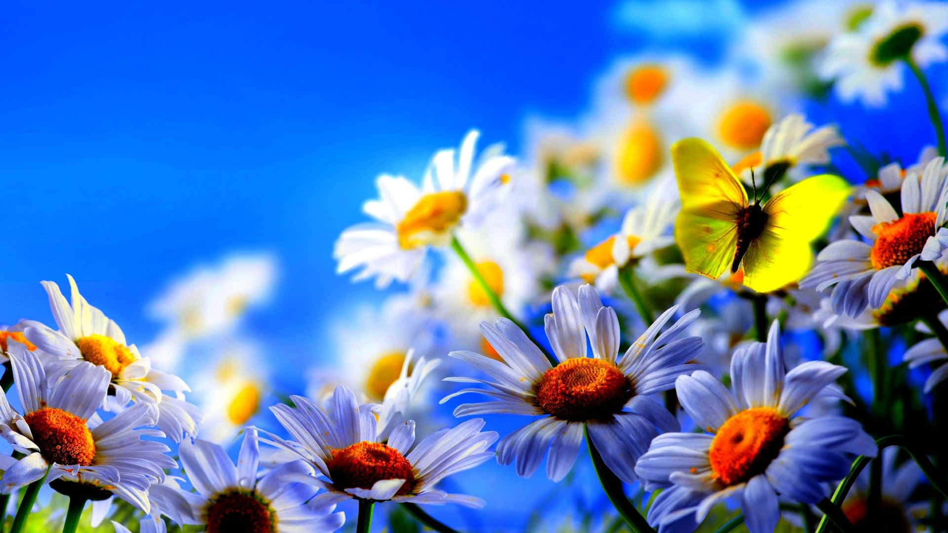 A Vibrant And Colourful Flower In Full Bloom Background