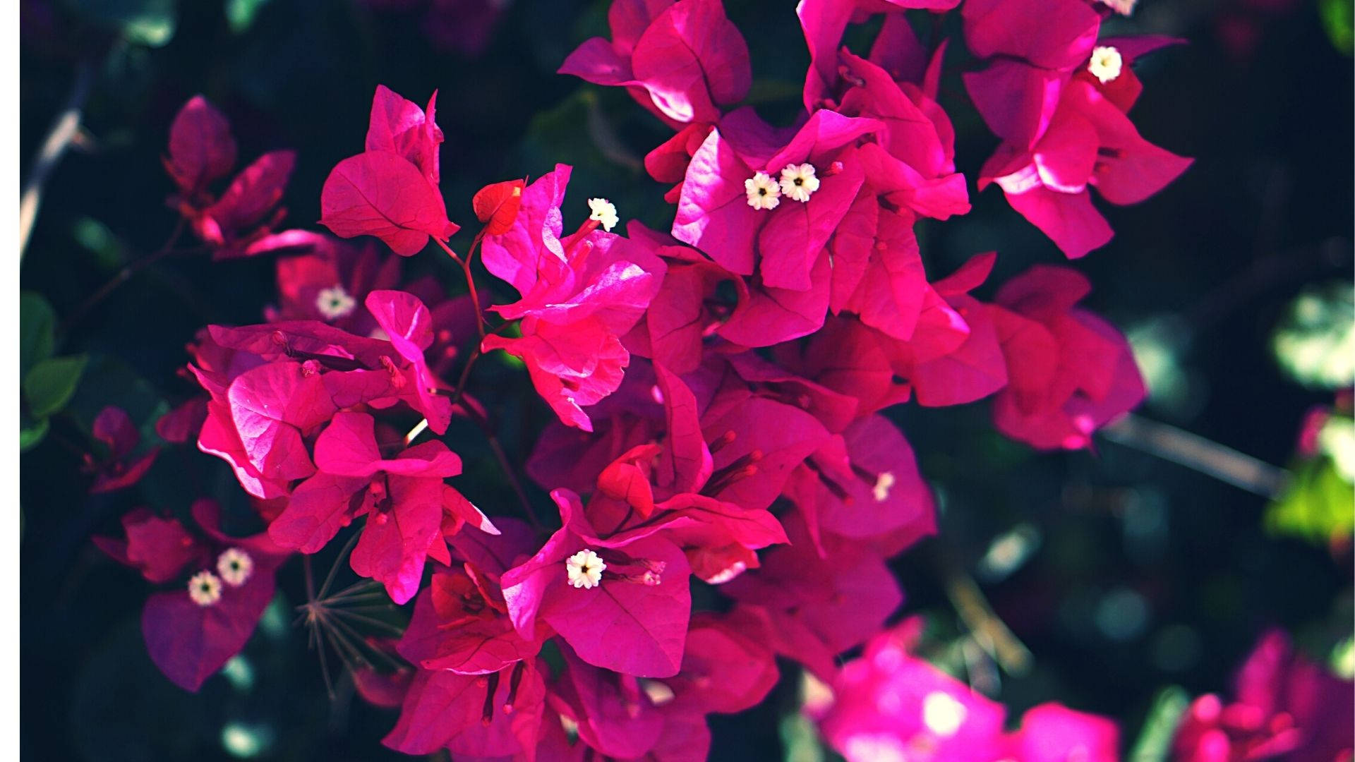 A Vibrant Array Of Pink Bougainvillea In Full Bloom Background