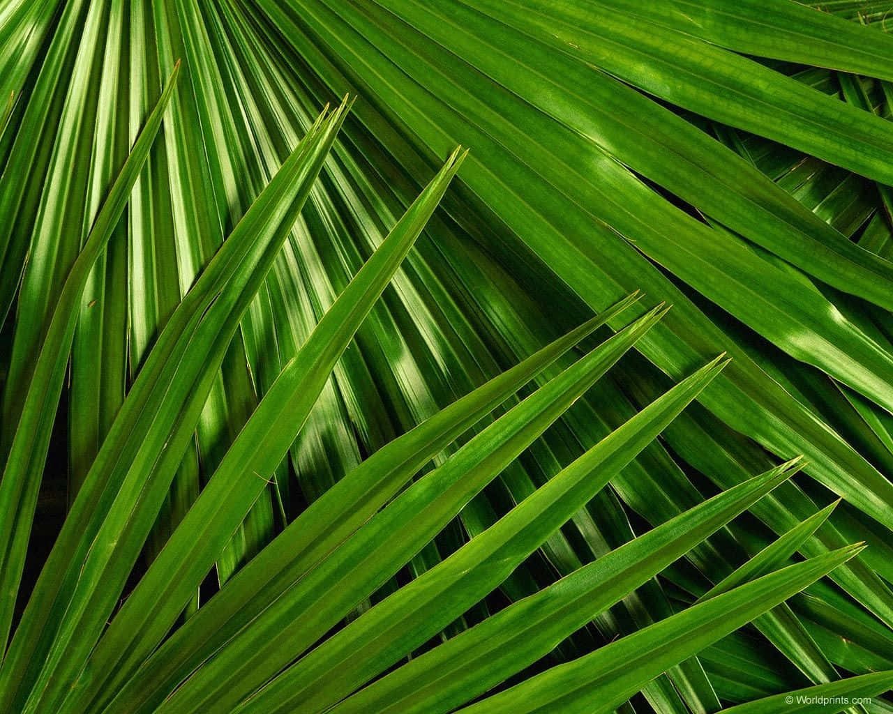 A Vibrant Array Of Tropical Leaves In Bright Colors And Textures Background