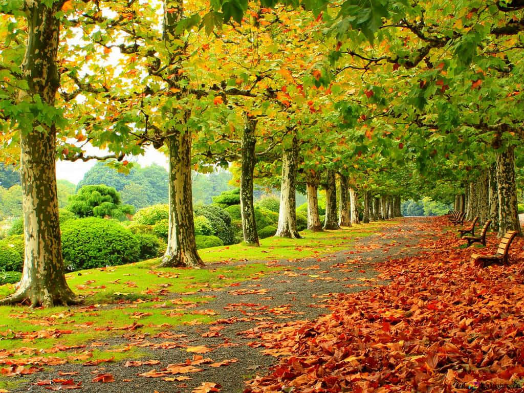 A Vibrant Autumn Day In The Country Background