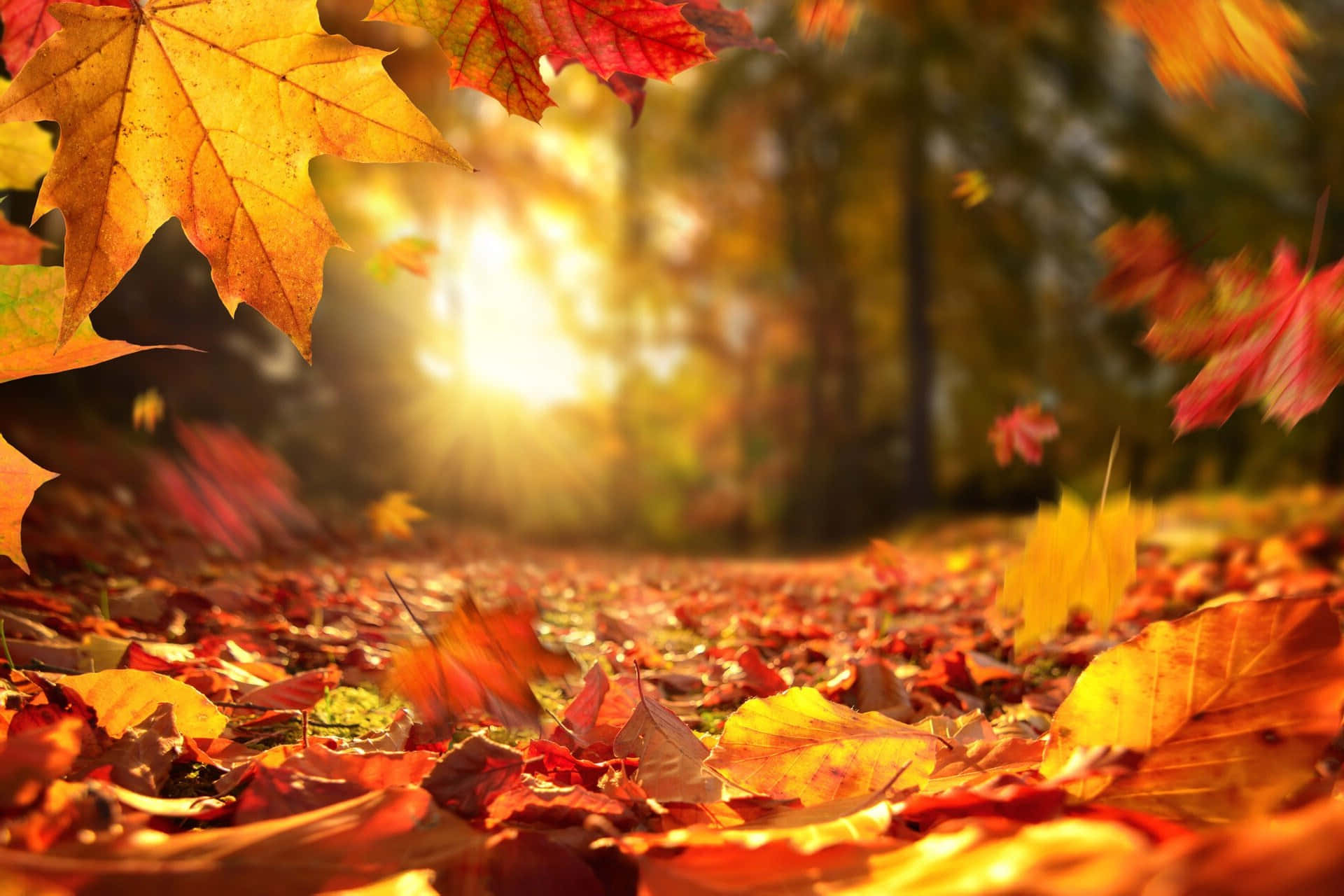 A Vibrant Autumn Leaf In Full Display. Background