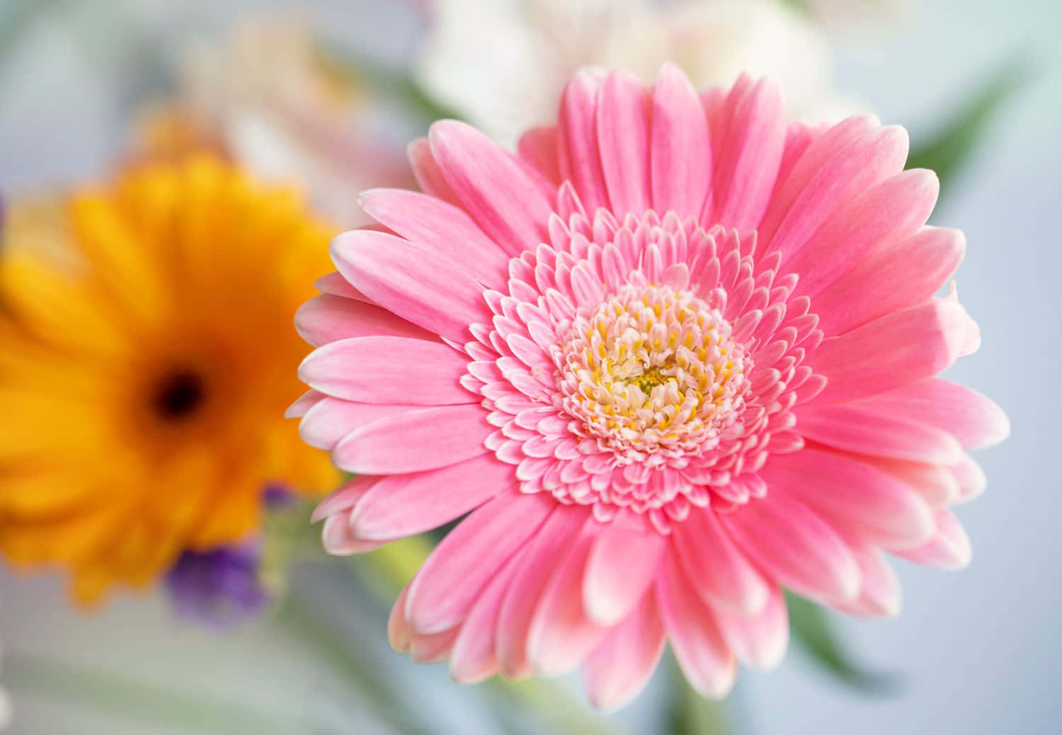 A Vibrant Bed Of Beautiful Colorful Daisies In The Sunshine. Background