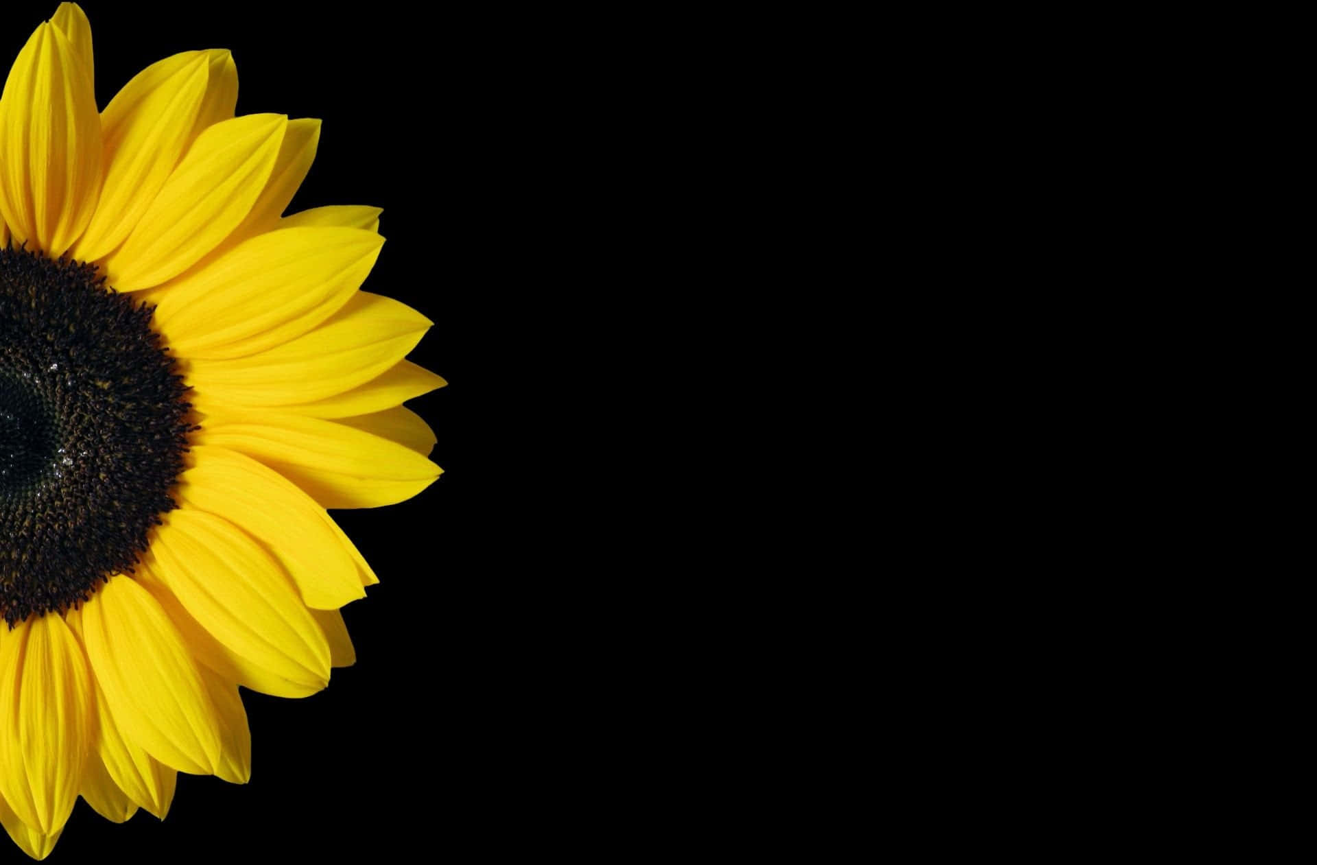 A Vibrant Black Sunflower Shining In The Light. Background