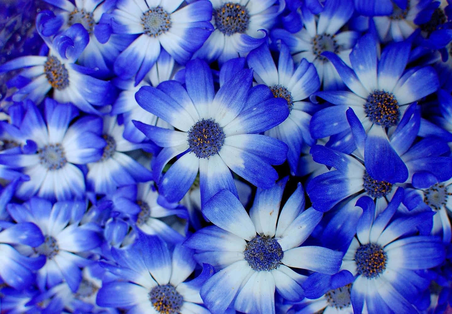 A Vibrant Blue Flower Drawing On A Gray Desktop Background