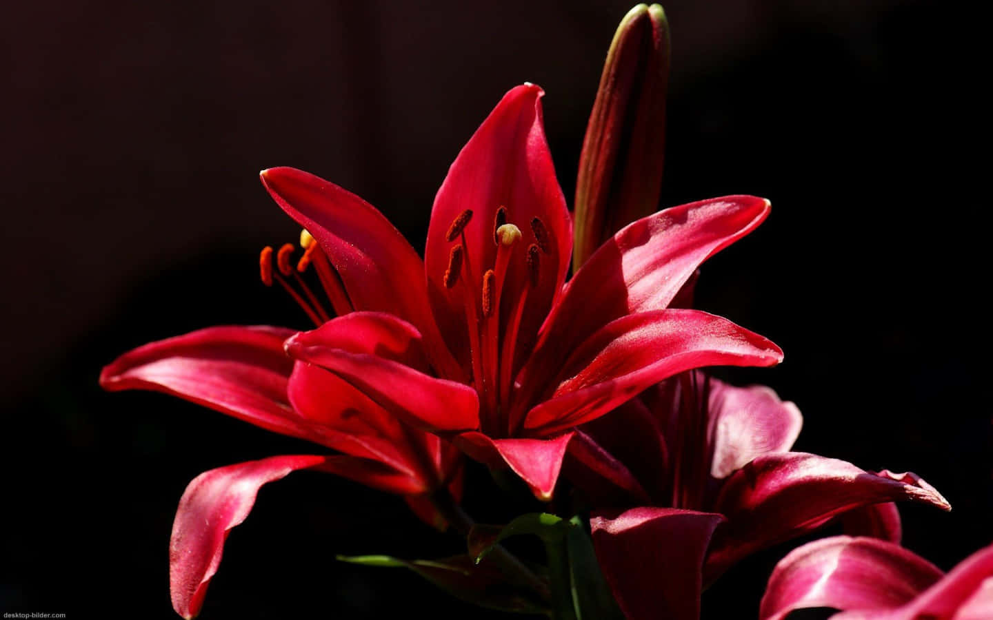 A Vibrant Close-up Of A Wood Lily In Full Bloom Background