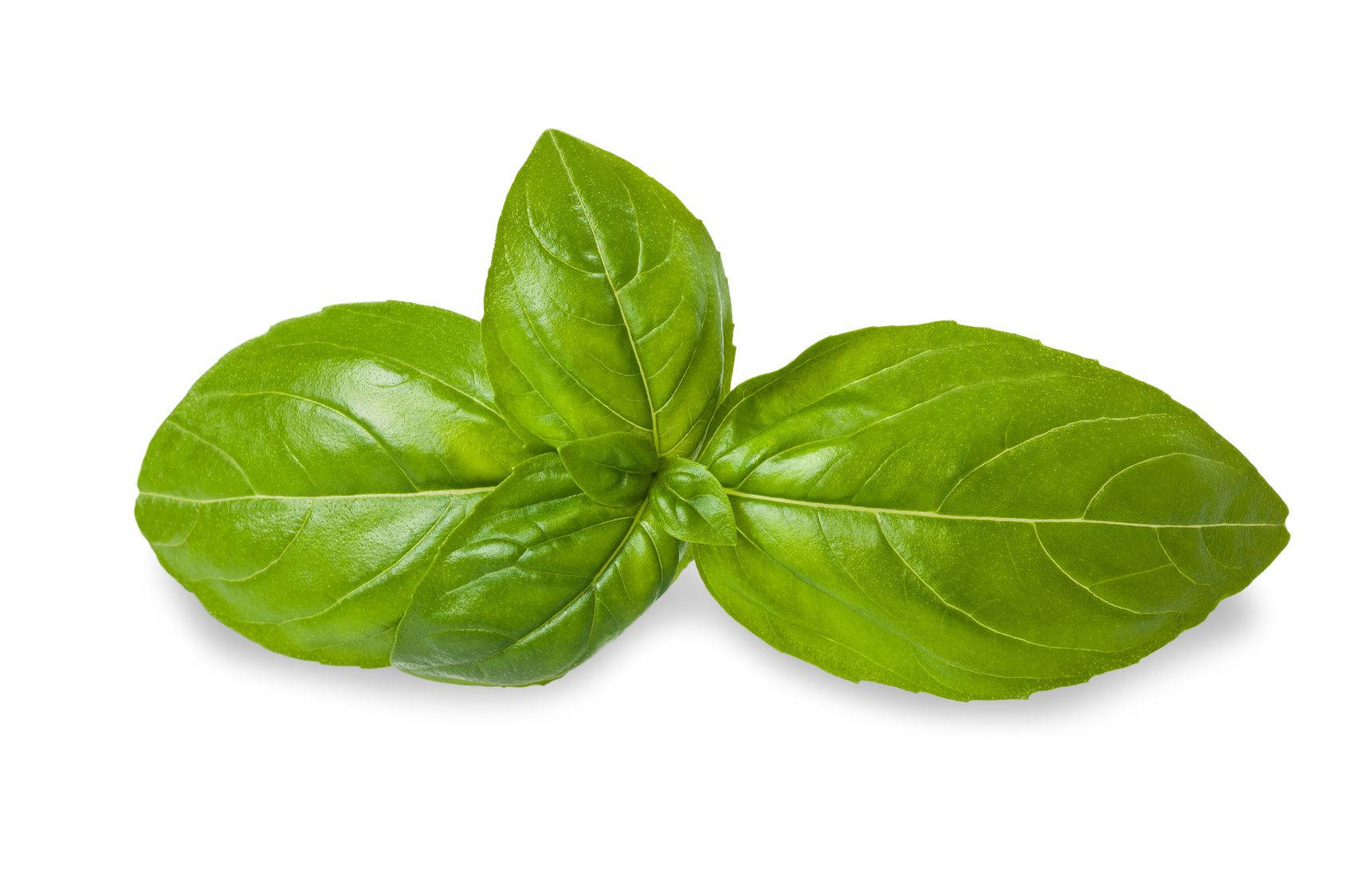 A Vibrant Close-up Of Fresh Organic Sweet Basil Leaves Background