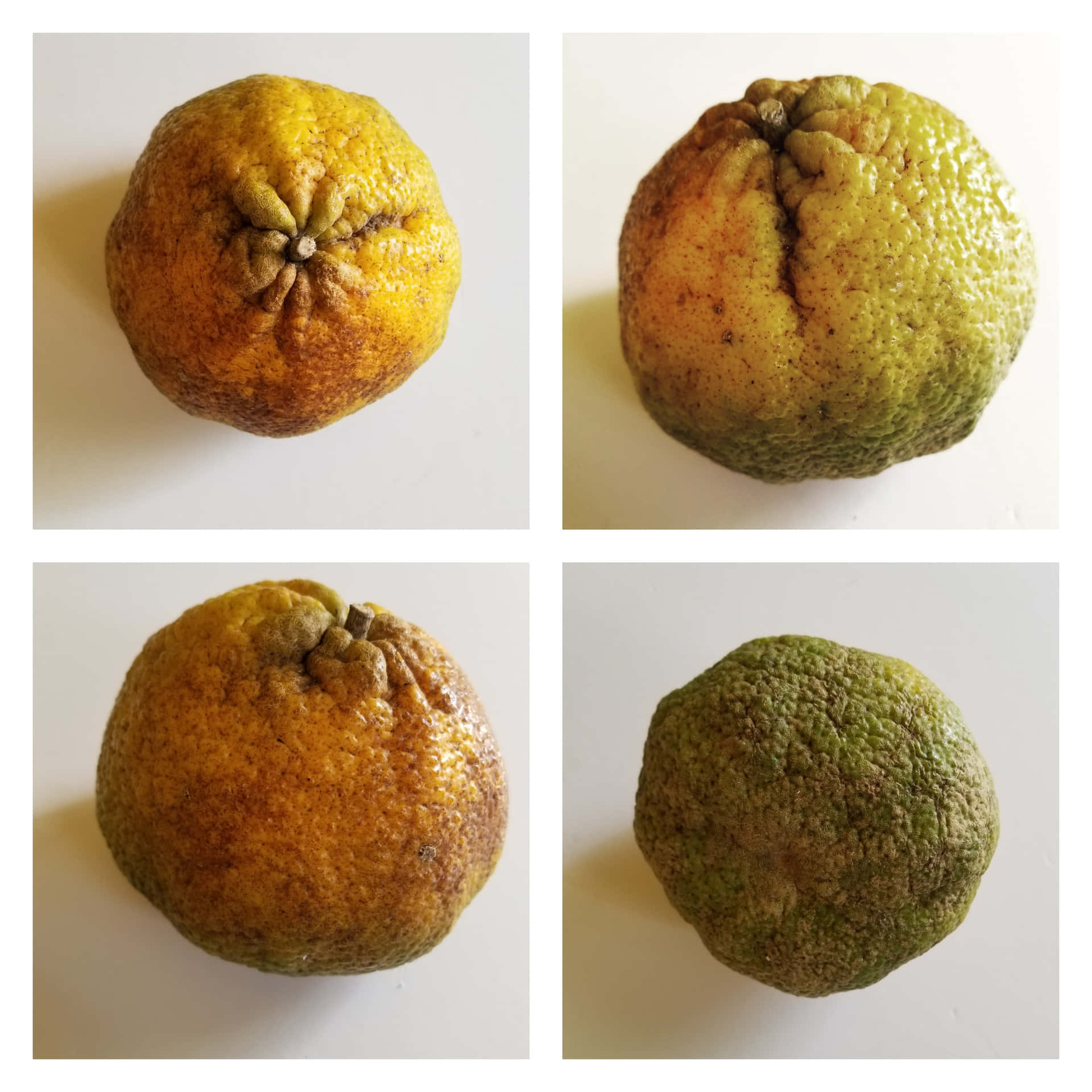 A Vibrant Collage Of Organic Ugli Citrus Fruits Background
