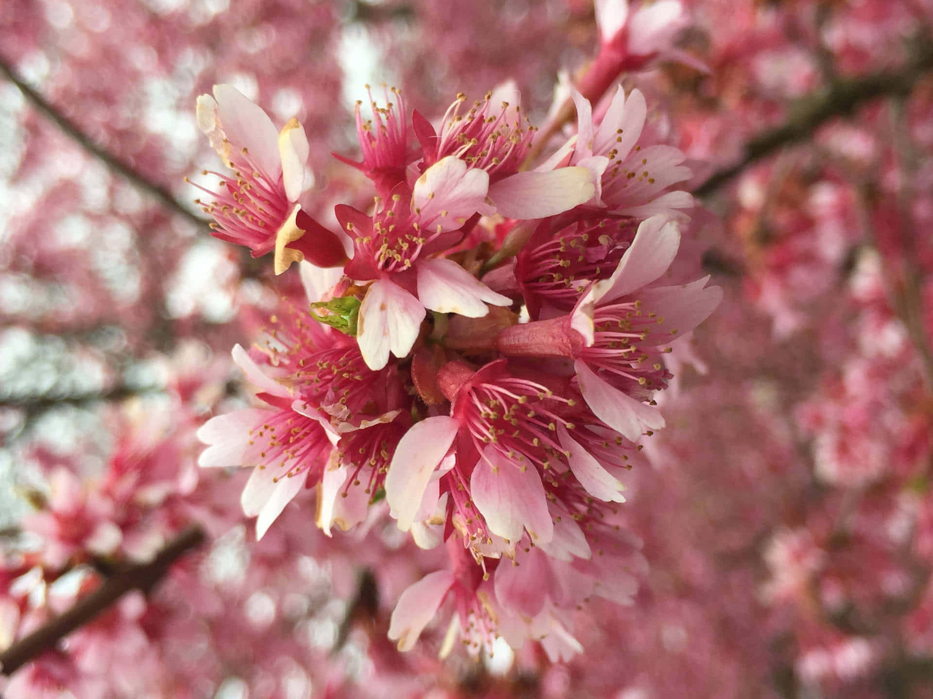 A Vibrant Collection Of Flowers On A Desktop Background