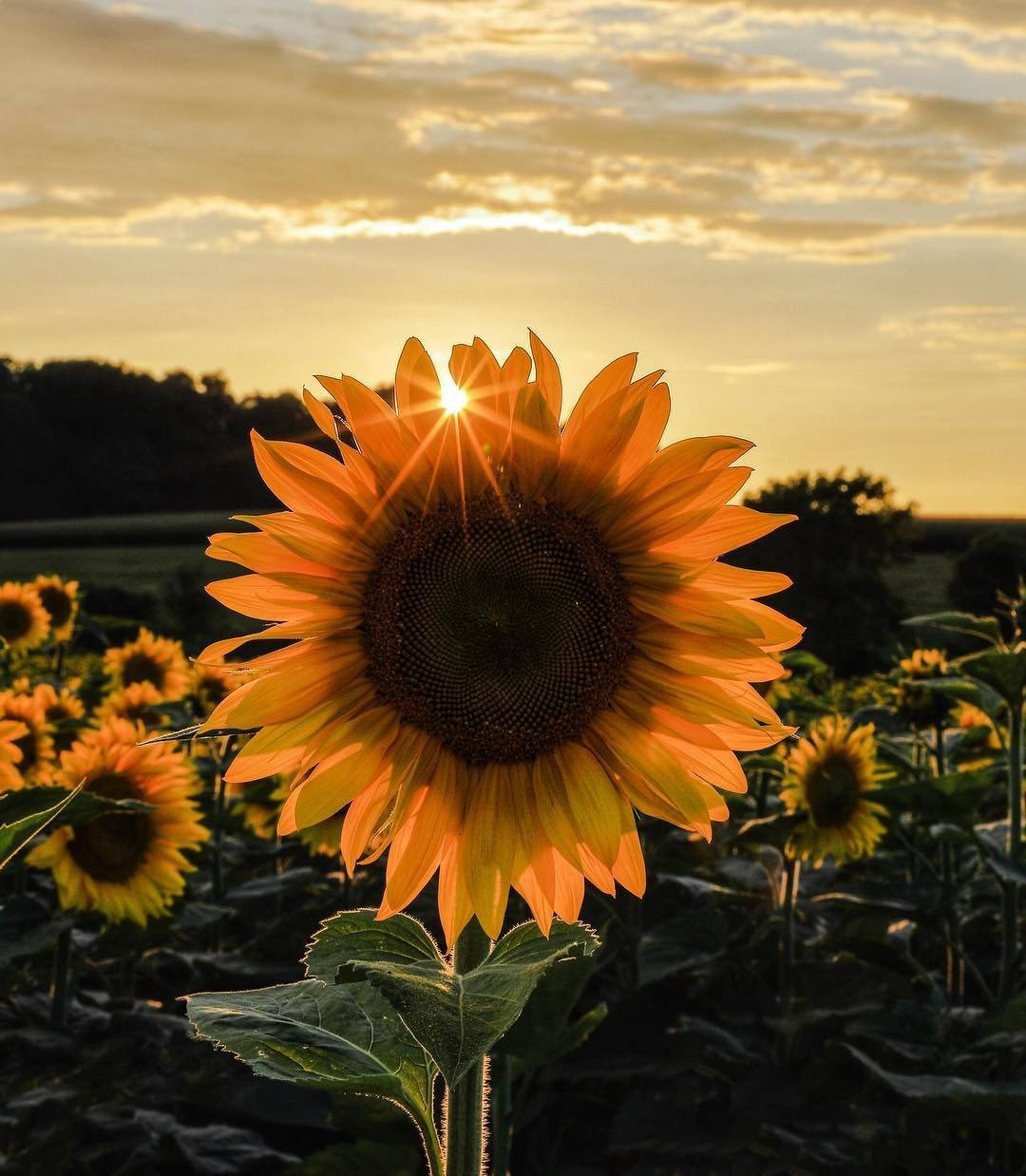 A Vibrant Colorful Landscape Of Sunflowers And Roses Background