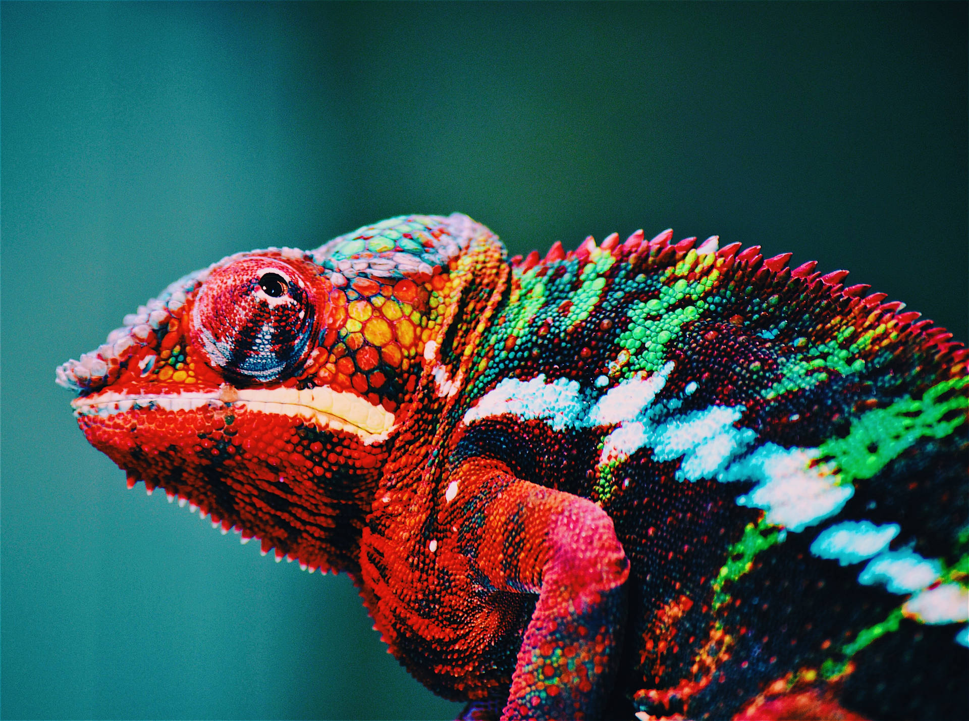 A Vibrant Display - Wild Chameleon In Nature Background