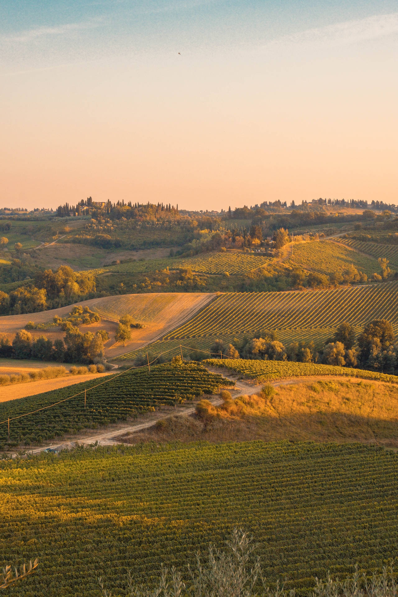 A Vibrant Expanse Of A Vegetable Farm Background