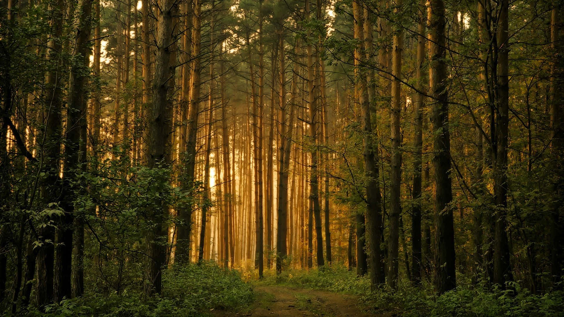 A Vibrant Field Of Greens And Browns