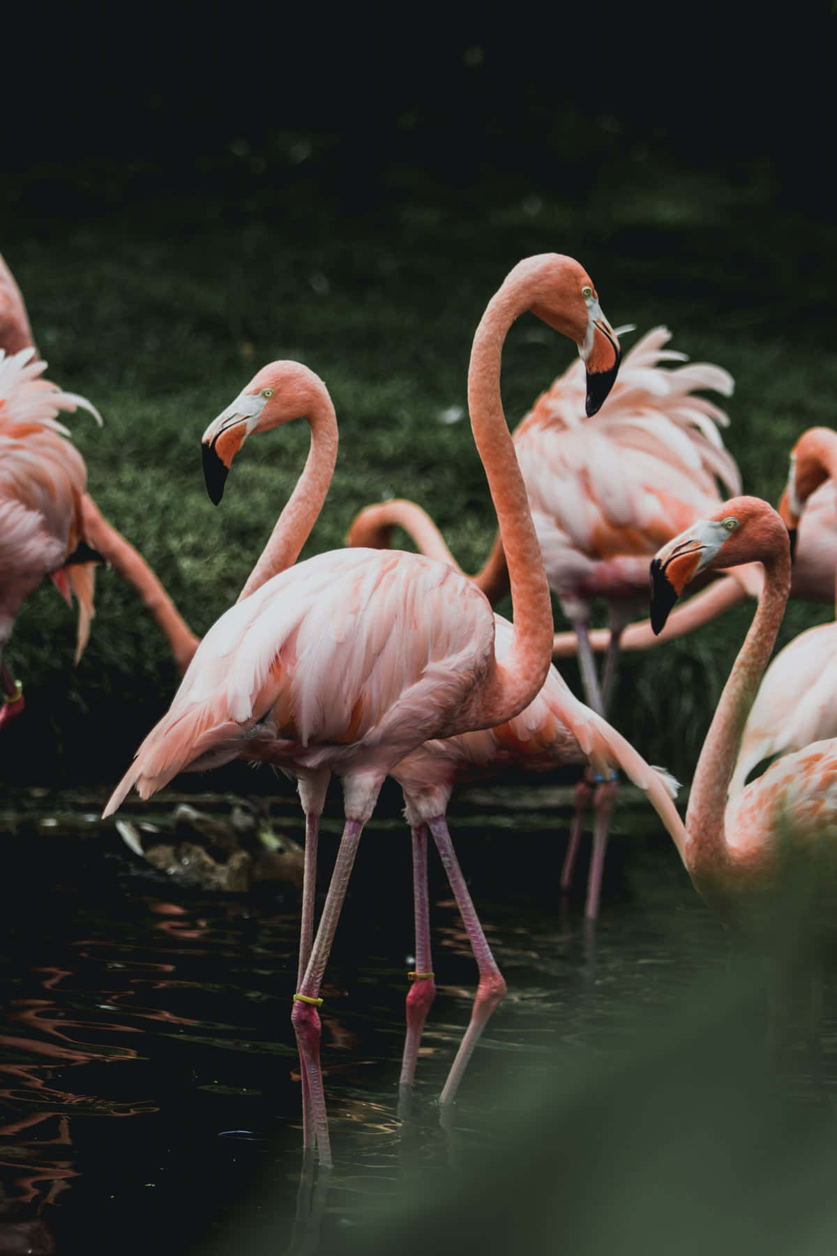 A Vibrant Flamingo Visits An Exotic Beach Background