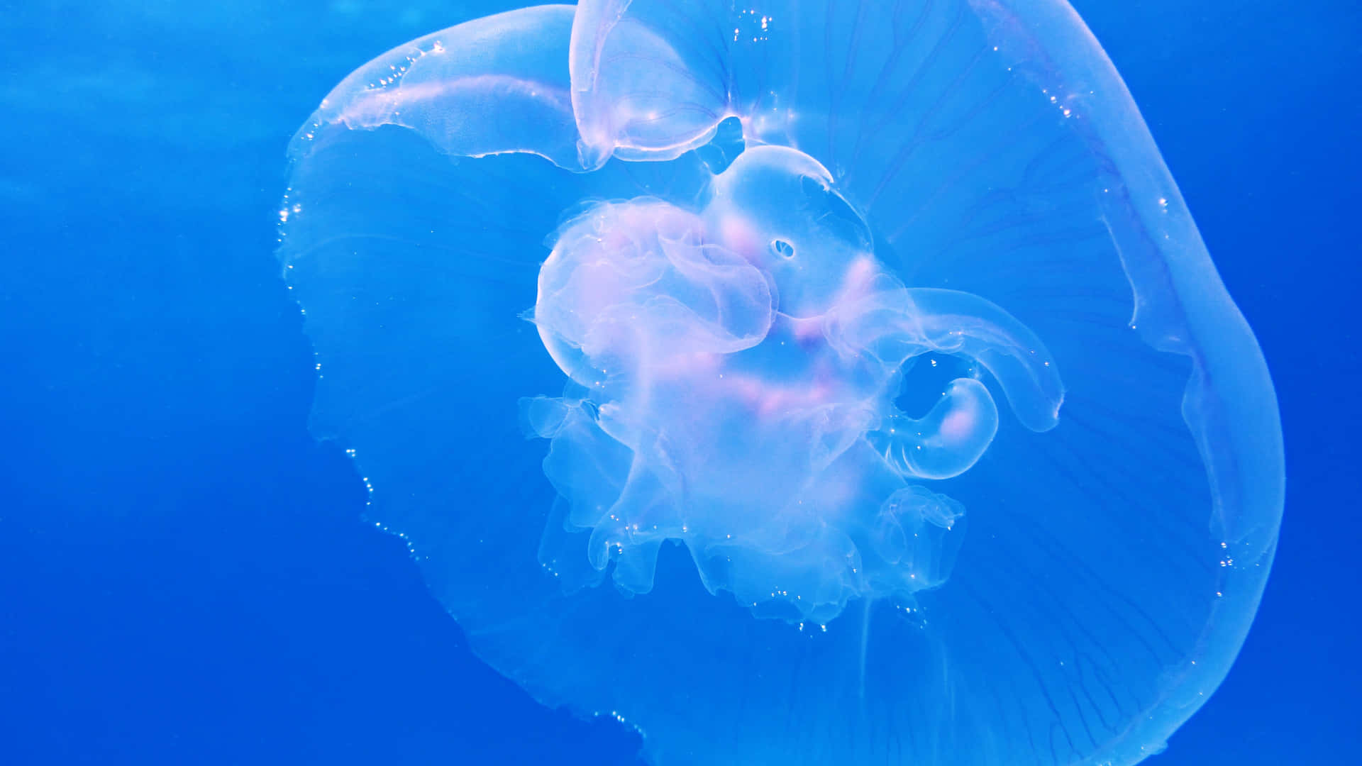 A Vibrant Jellyfish Glows In The Depths Of The Ocean.