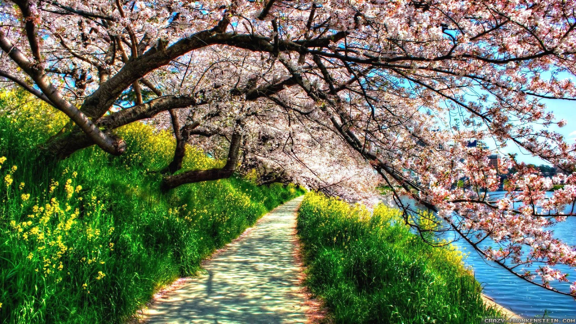 A Vibrant Landscape View Of A Lush 4k Spring Background