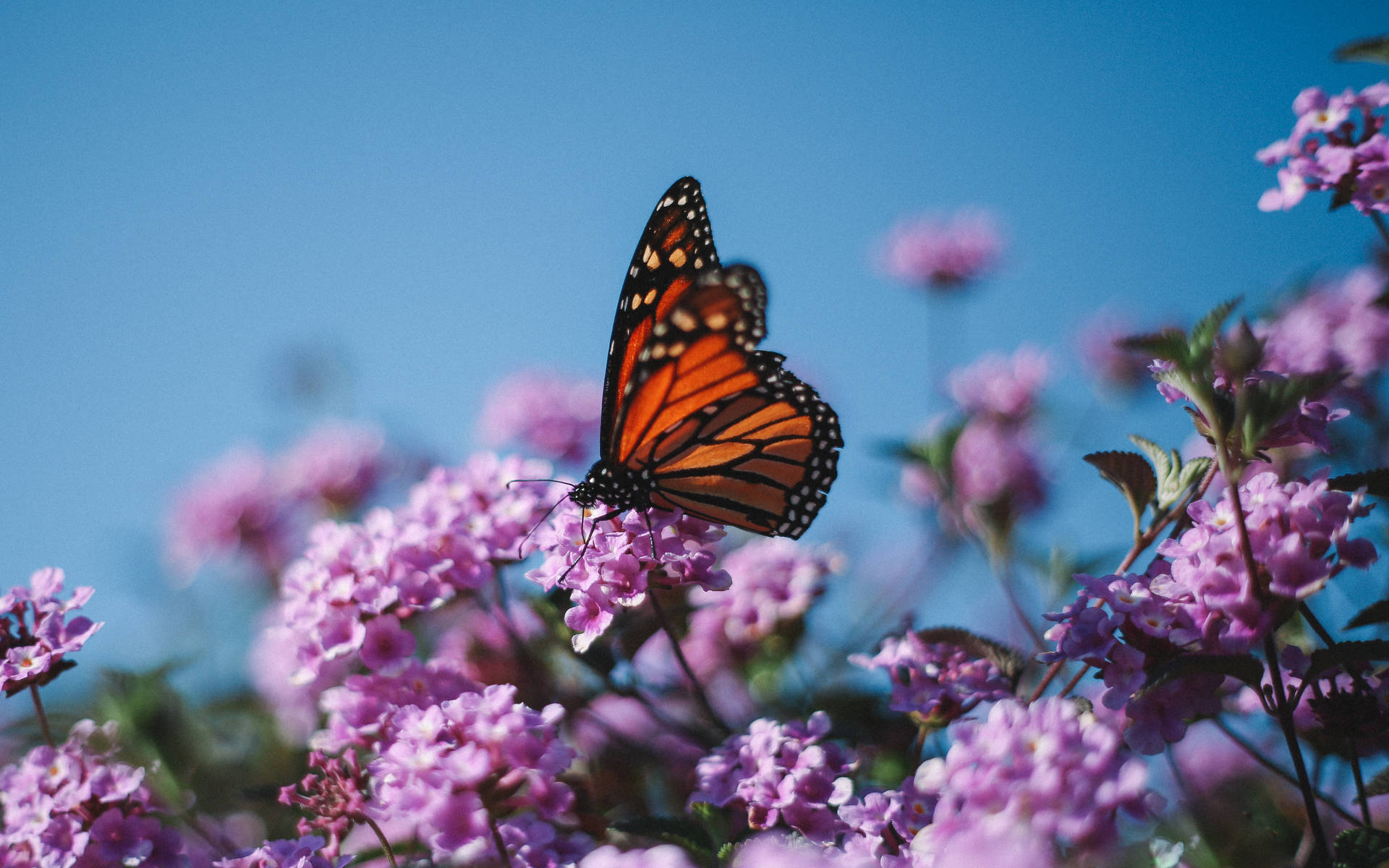 A Vibrant Monarch Butterfly Resting On A Flower Background