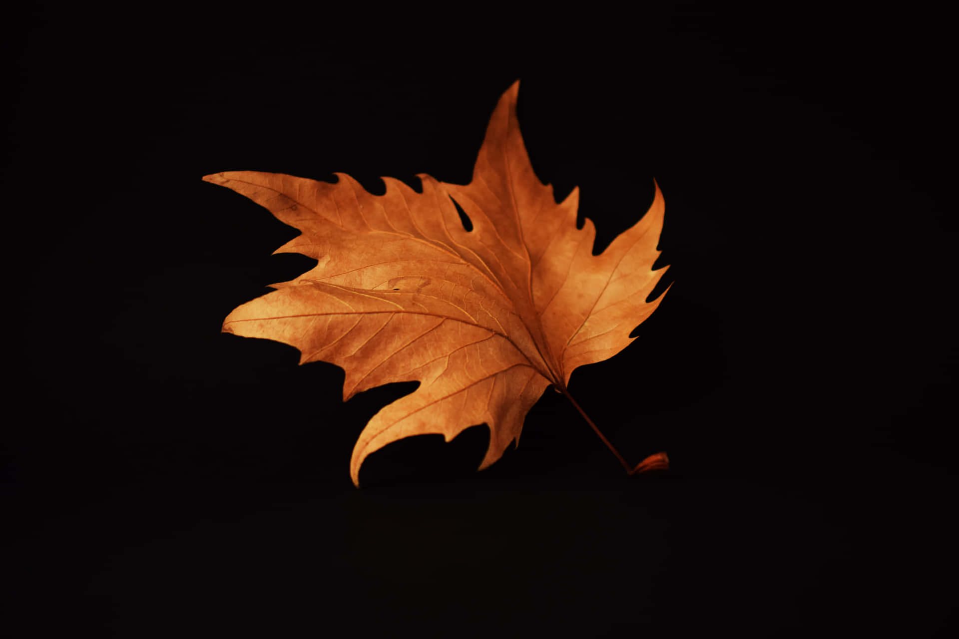 A Vibrant Orange Autumn Leaf Sits Atop A Bed Of Faded Orange, Yellow And Green Fall Foliage. Background