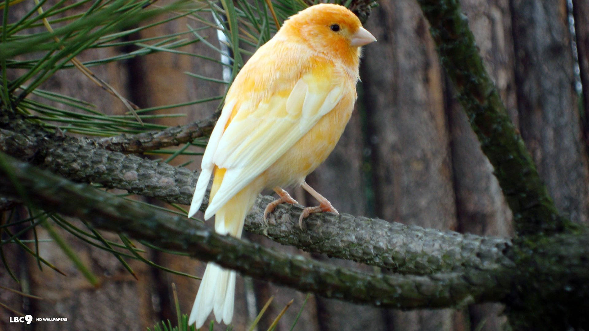 A Vibrant Orange Canary Perched On A Branch Background