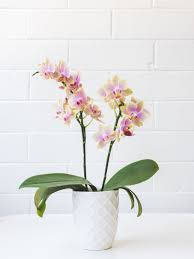 A Vibrant Orchid Pot Blooming In Full Glory Background