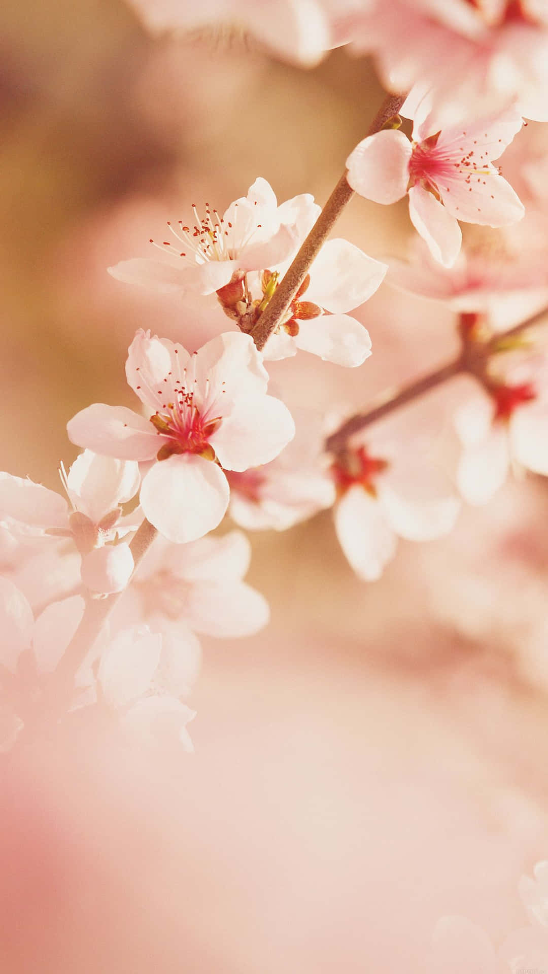 A Vibrant Pink Flower Brightens Up A Summer Morning. Background