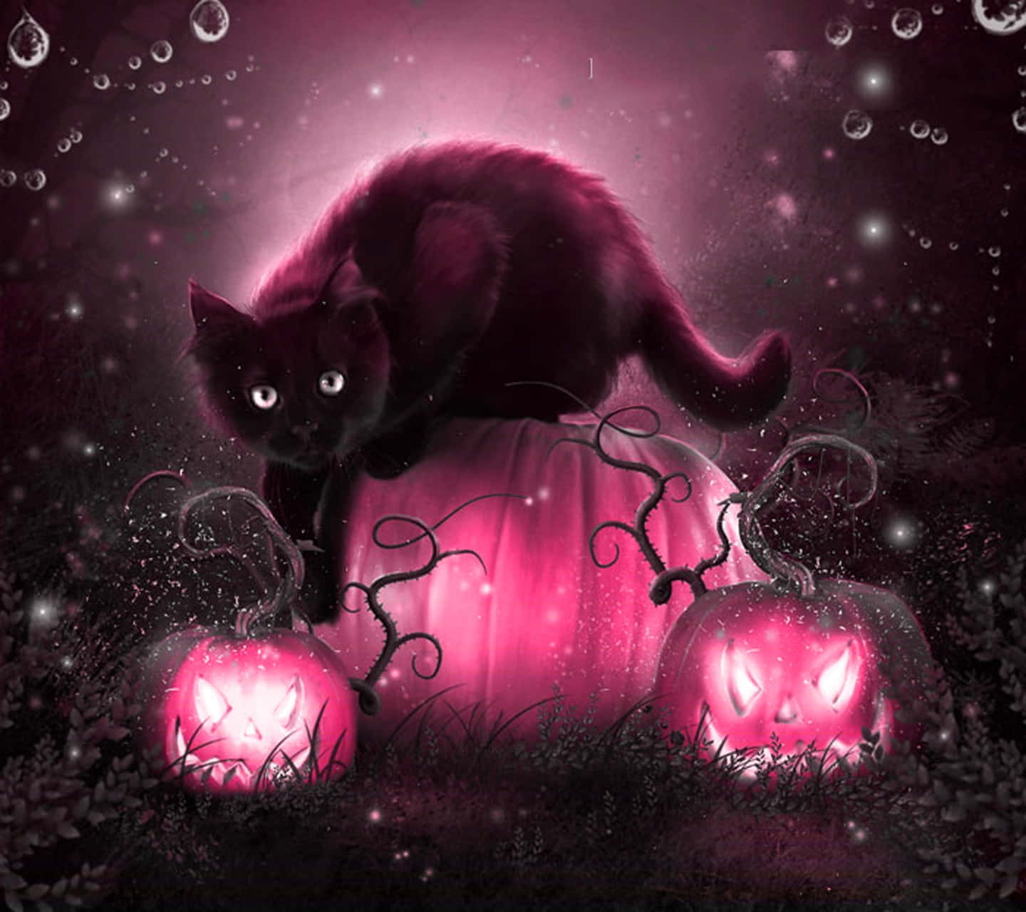 A Vibrant Pink Pumpkin Illuminated In The Fall Sunlight Background