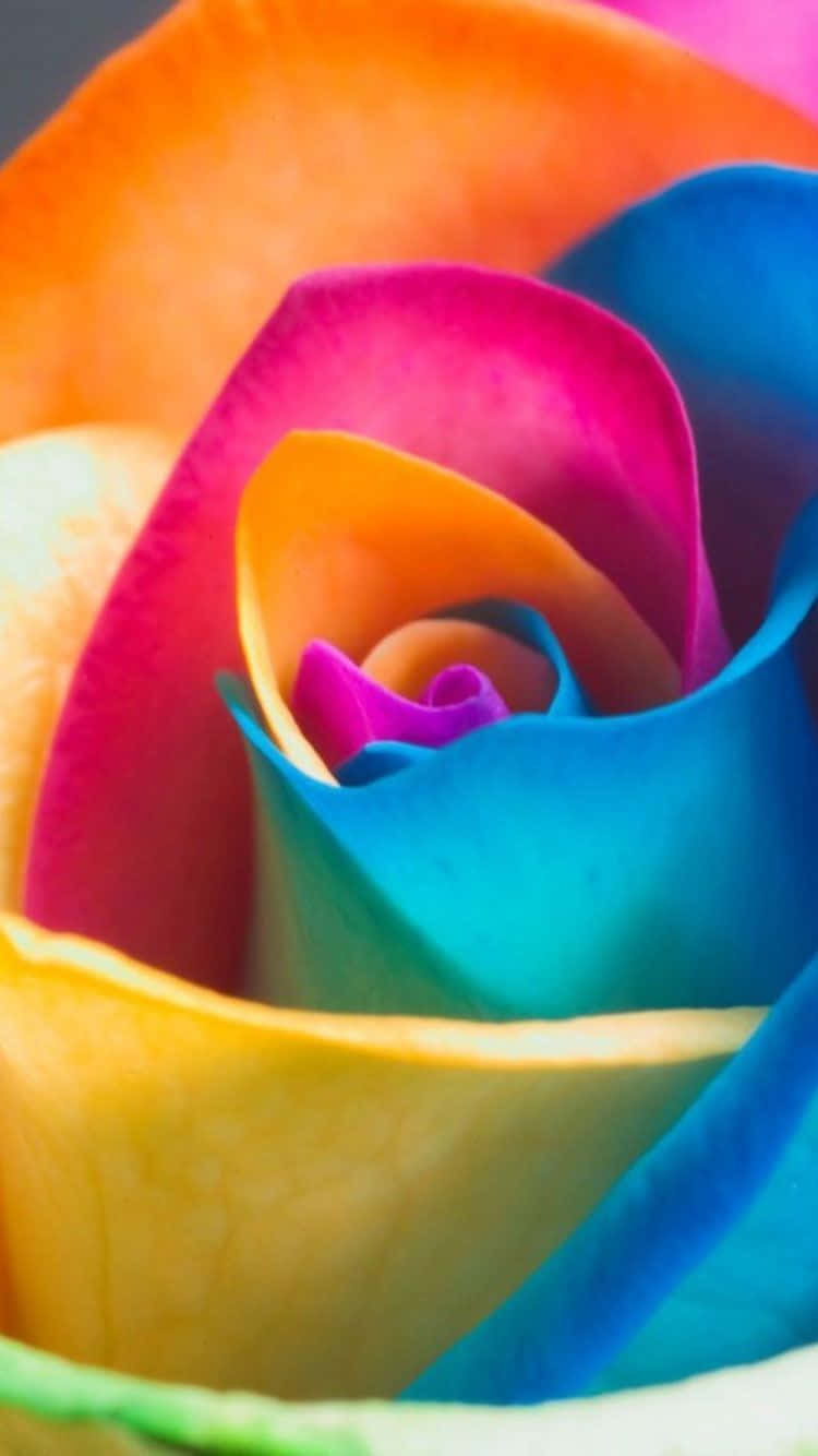 A Vibrant Rainbow Flower Blooms As Its Petals Are Illuminated In The Background Of A Blue Sky.